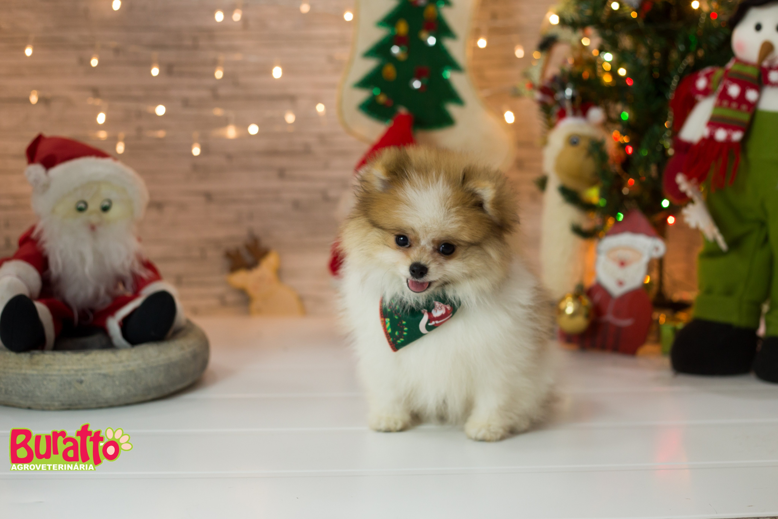 2018 — Natal encantado dos Pets. Fotografia Pet — estúdio, eventos, aniversários, ensaios temáticos
