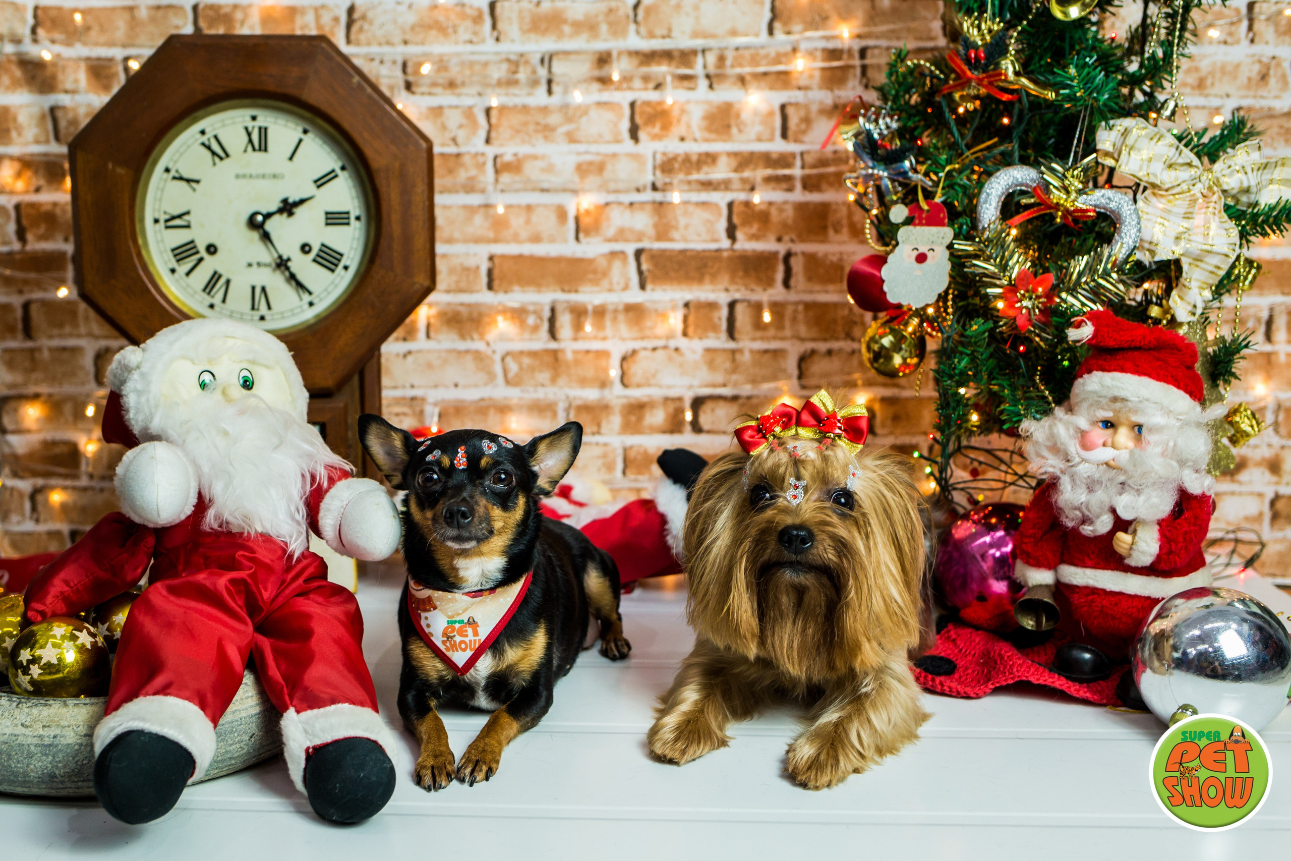 2019 — Natal encantado dos Pets. Fotografia Pet — estúdio, eventos, aniversários, ensaios temáticos