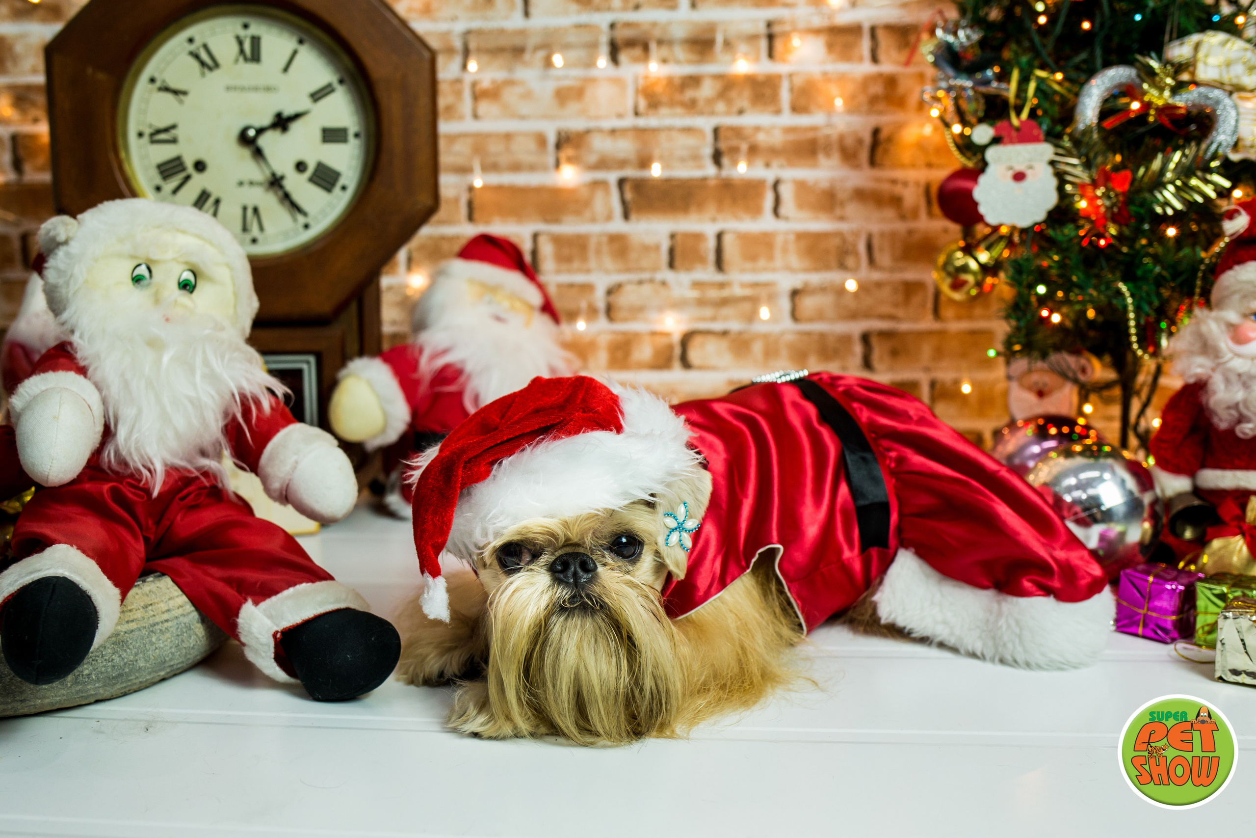 2019 — Natal encantado dos Pets. Fotografia Pet — estúdio, eventos, aniversários, ensaios temáticos