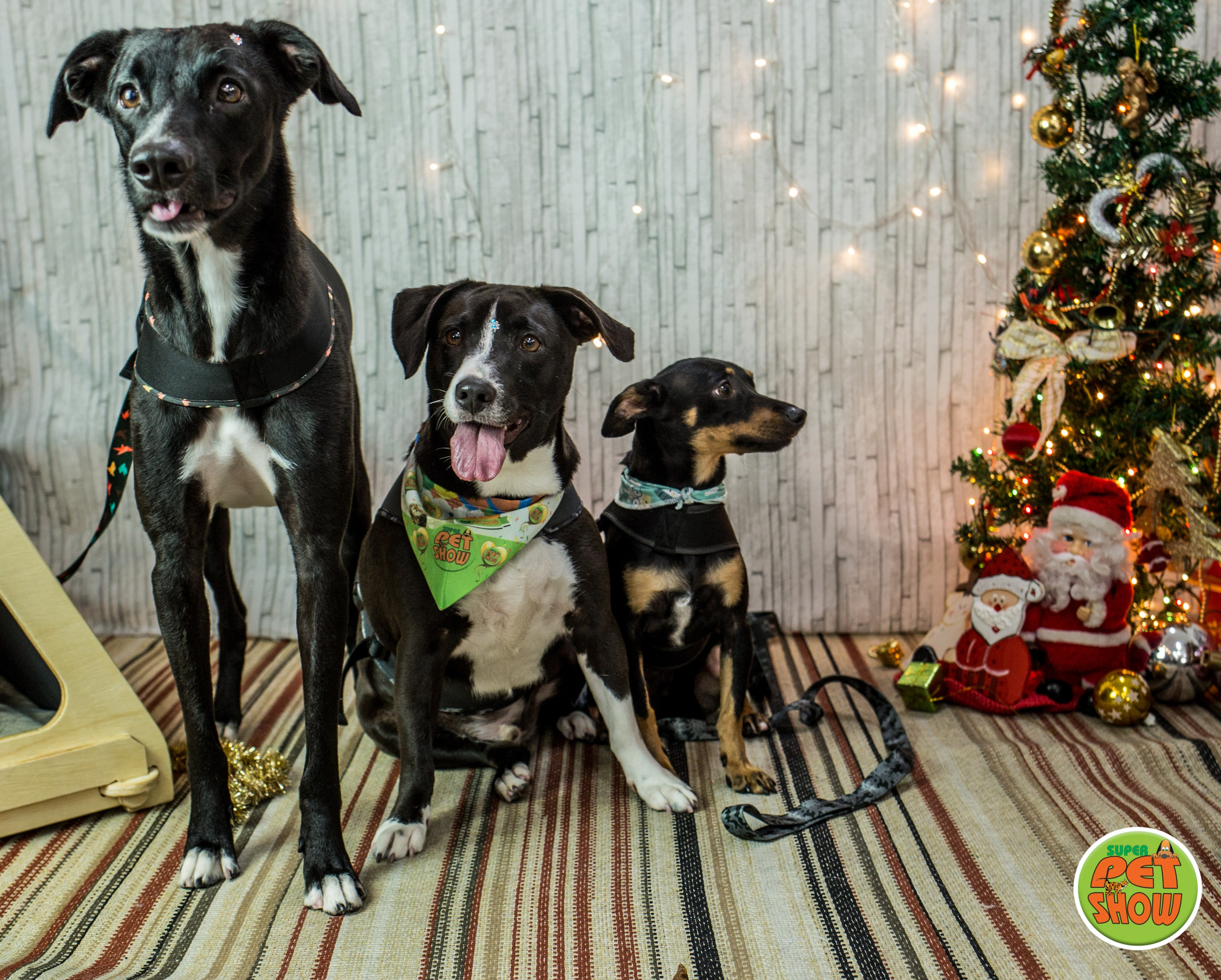 2019 — Natal encantado dos Pets. Fotografia Pet — estúdio, eventos, aniversários, ensaios temáticos