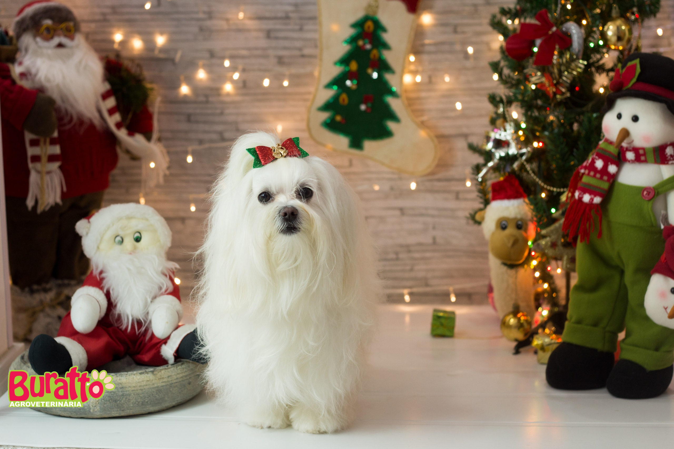 2018 — Natal encantado dos Pets. Fotografia Pet — estúdio, eventos, aniversários, ensaios temáticos