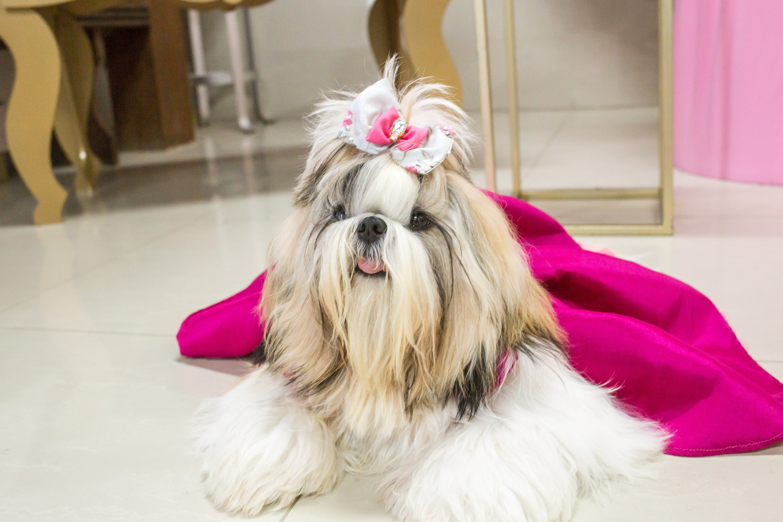 Kiara — 1 aninho. Fotografia Pet — estúdio, eventos, aniversários, ensaios temáticos
