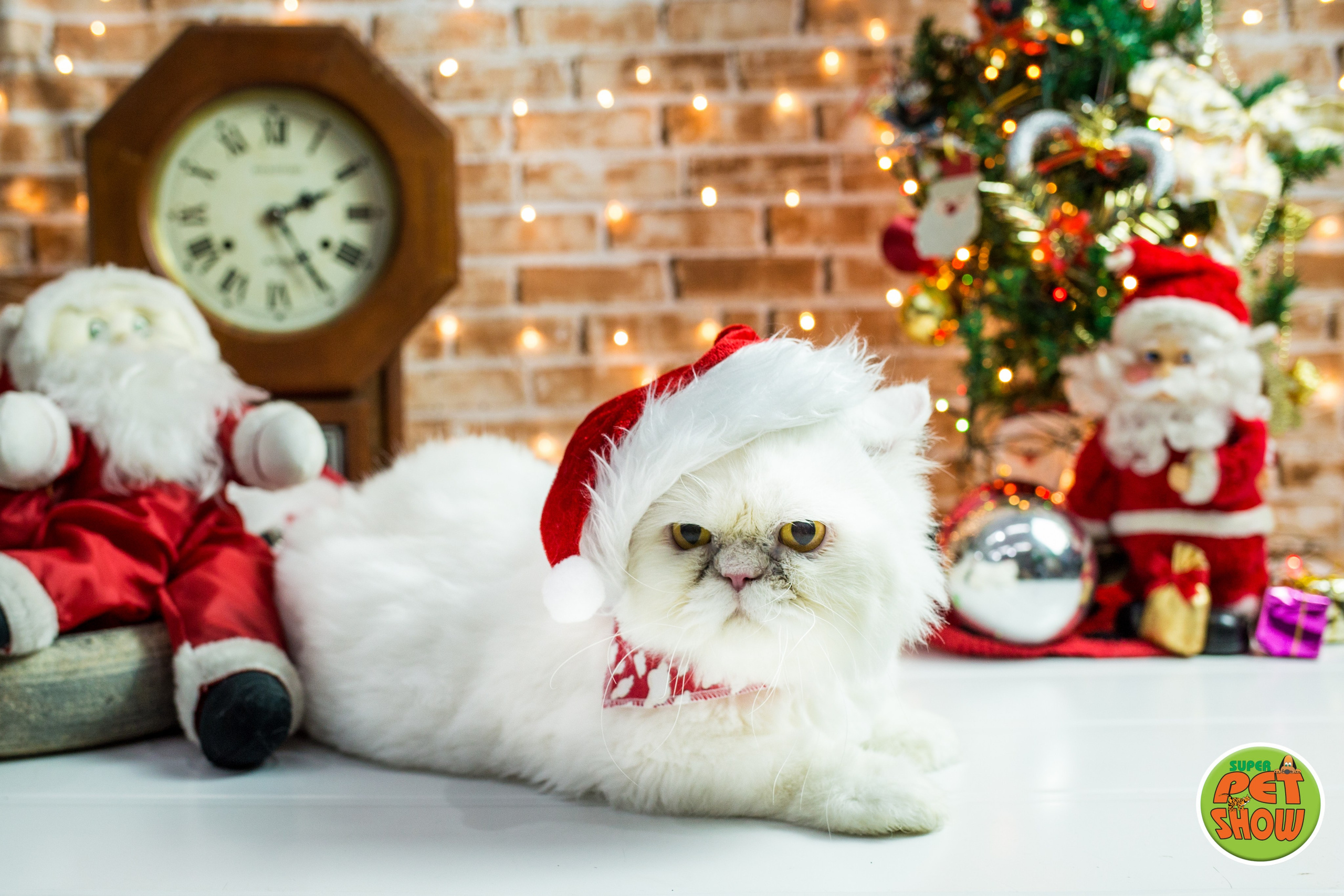 2019 — Natal encantado dos Pets. Fotografia Pet — estúdio, eventos, aniversários, ensaios temáticos