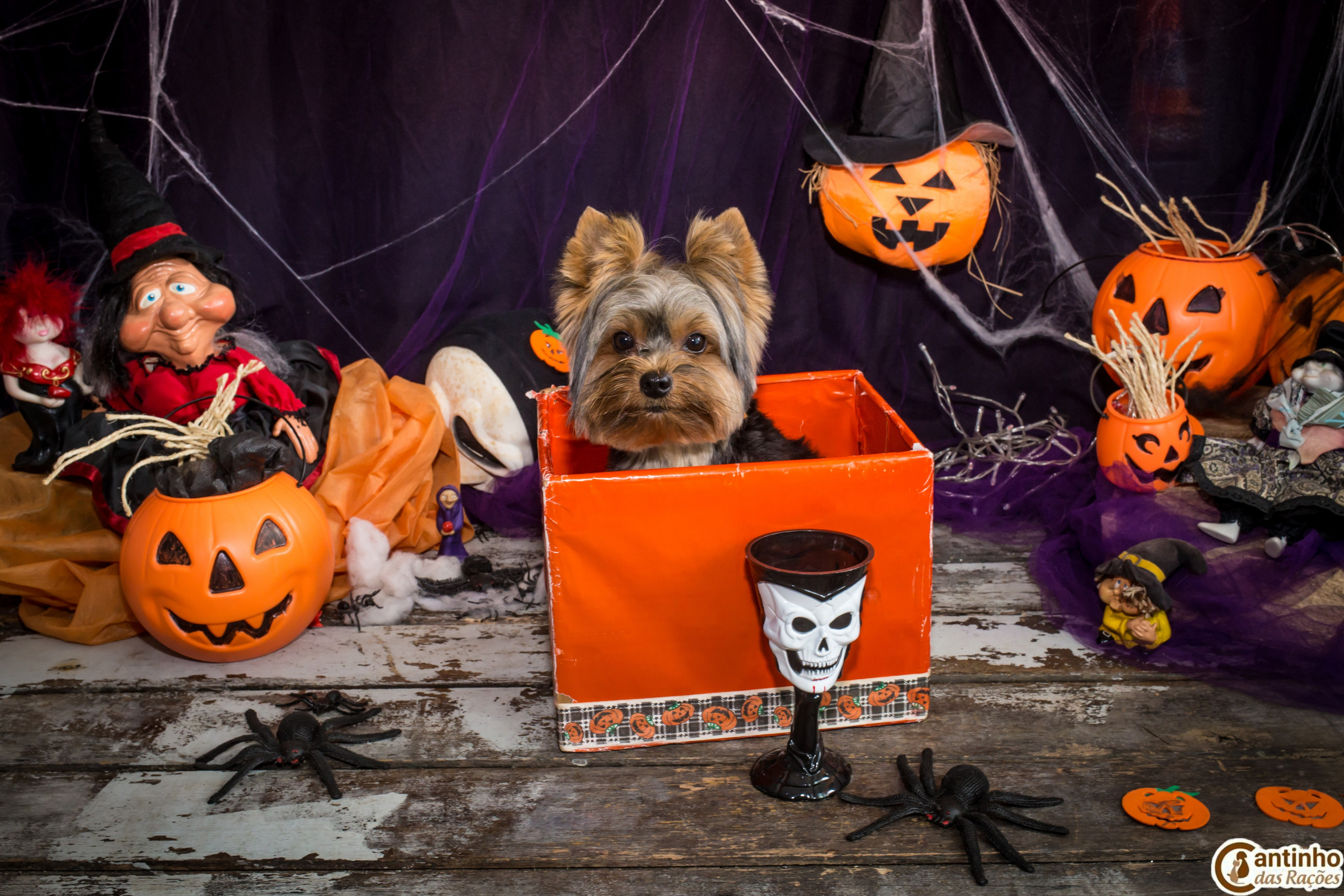 Hallowen — 2020 Doces ou travessuras. Fotografia Pet — estúdio, eventos, aniversários, ensaios temáticos