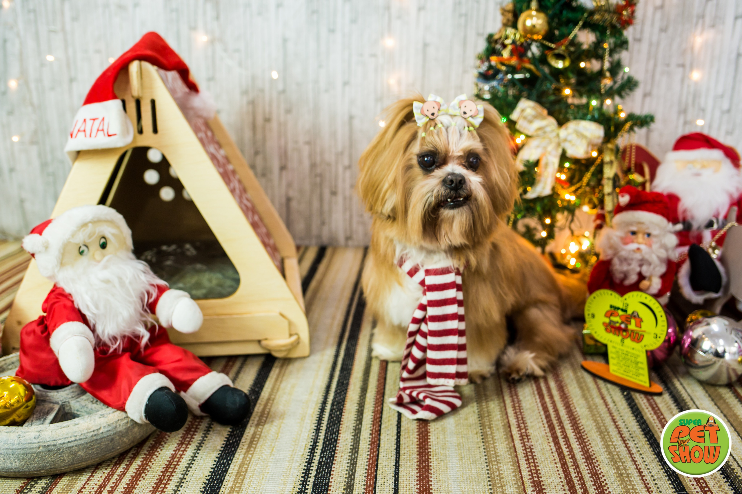 2019 — Natal encantado dos Pets. Fotografia Pet — estúdio, eventos, aniversários, ensaios temáticos