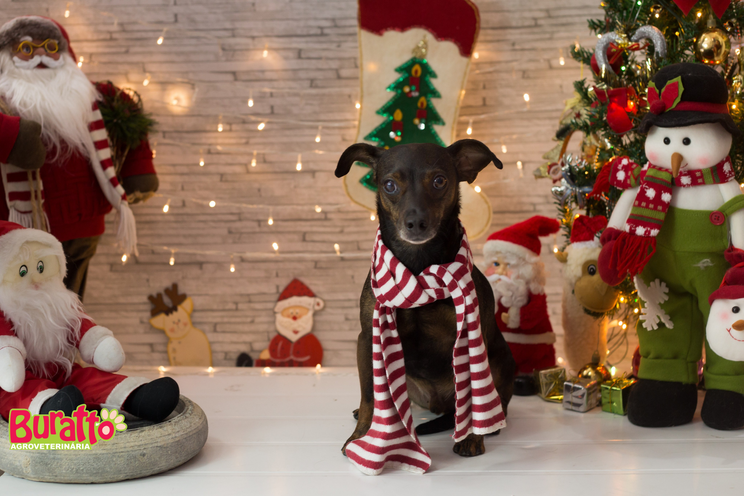 2018 — Natal encantado dos Pets. Fotografia Pet — estúdio, eventos, aniversários, ensaios temáticos