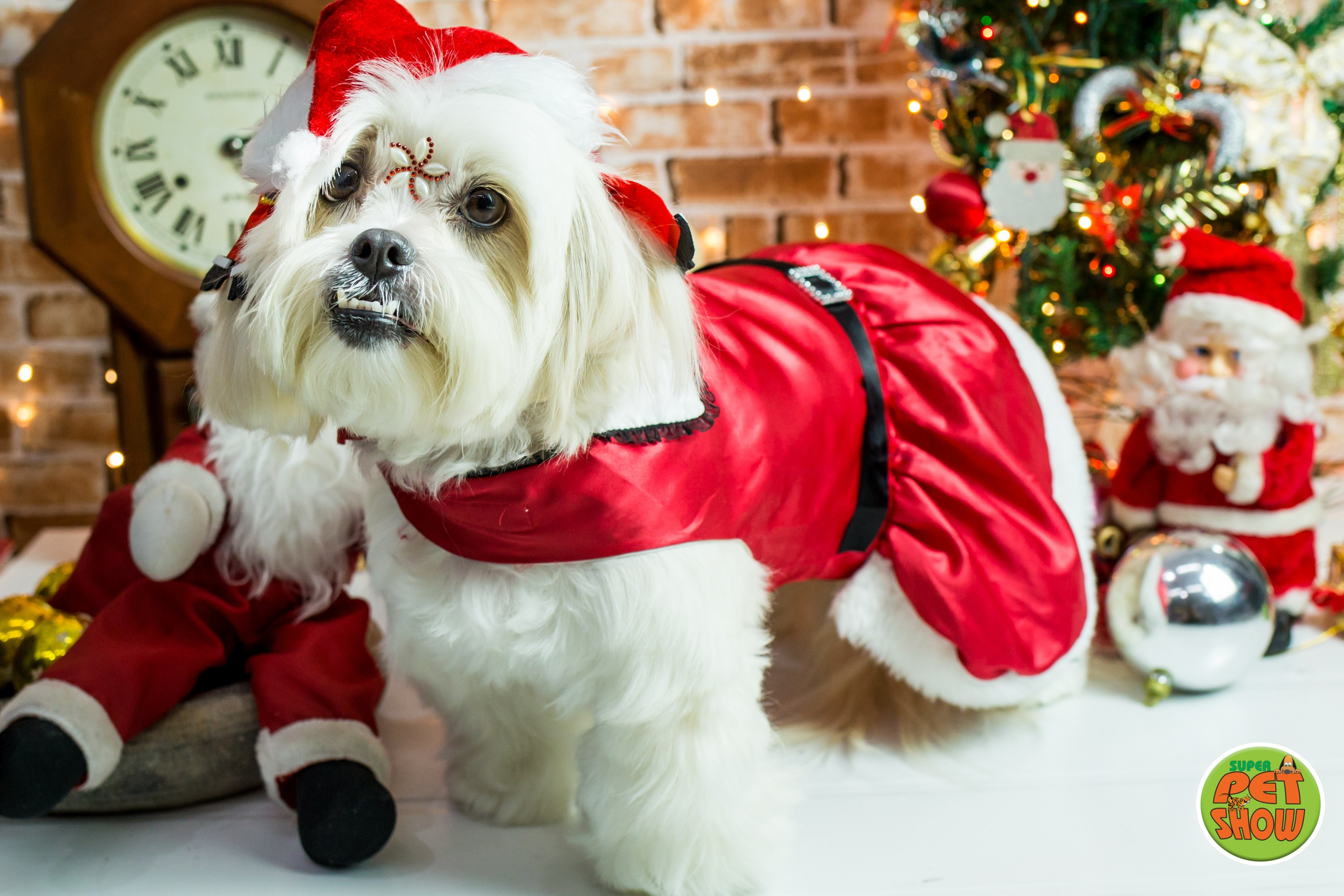 2019 — Natal encantado dos Pets. Fotografia Pet — estúdio, eventos, aniversários, ensaios temáticos