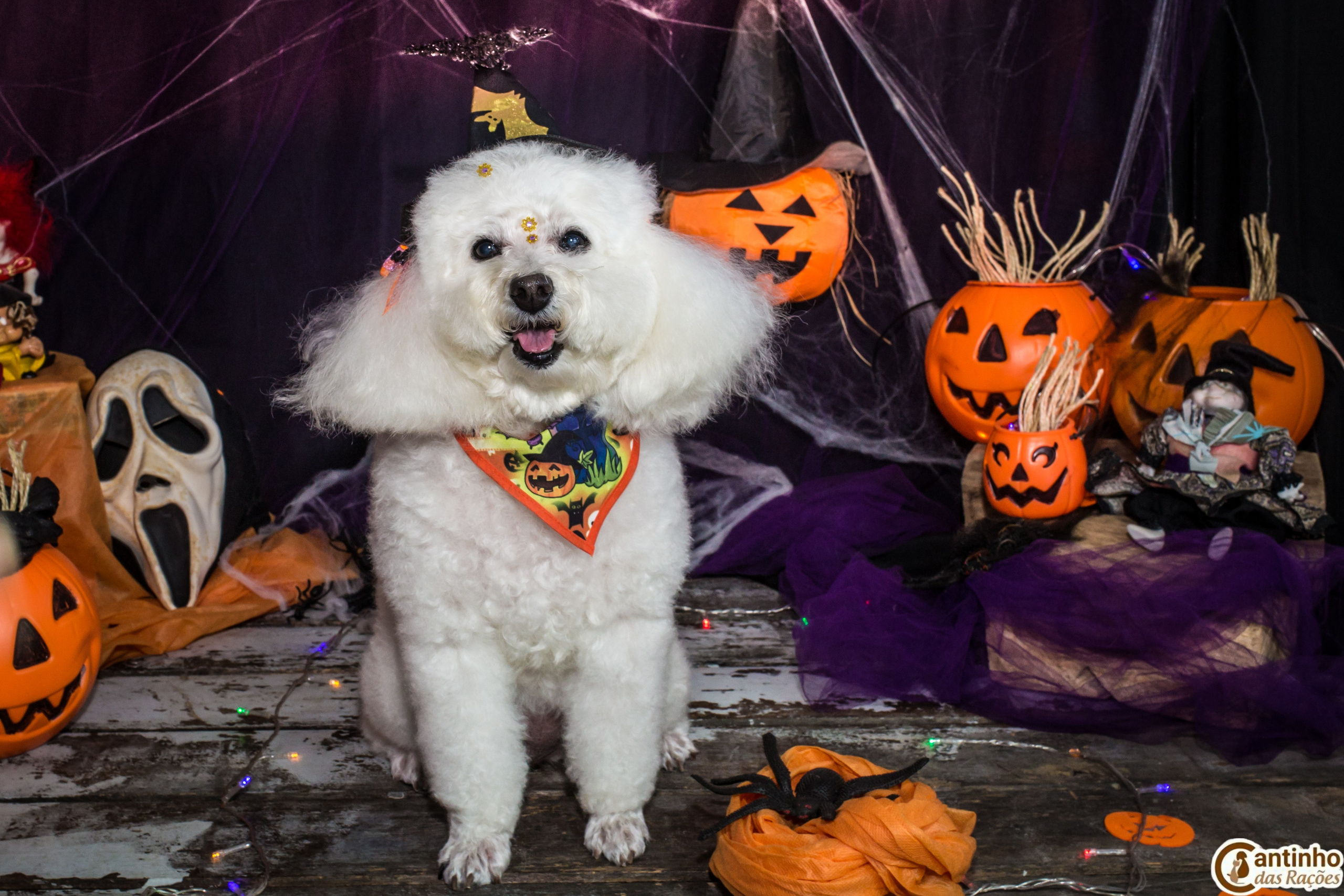 Hallowen — 2020 Doces ou travessuras. Fotografia Pet — estúdio, eventos, aniversários, ensaios temáticos
