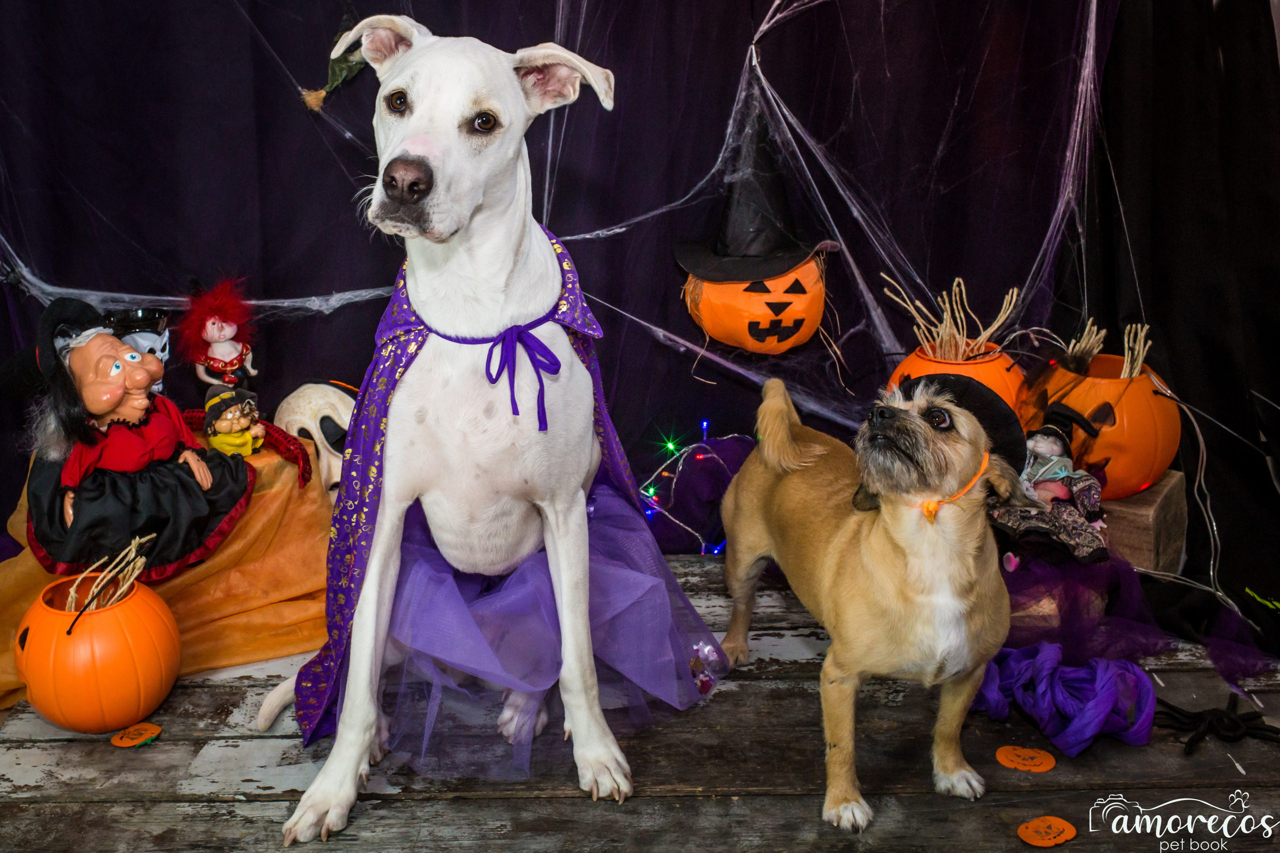 Hallowen — 2020 Doces ou travessuras. Fotografia Pet — estúdio, eventos, aniversários, ensaios temáticos