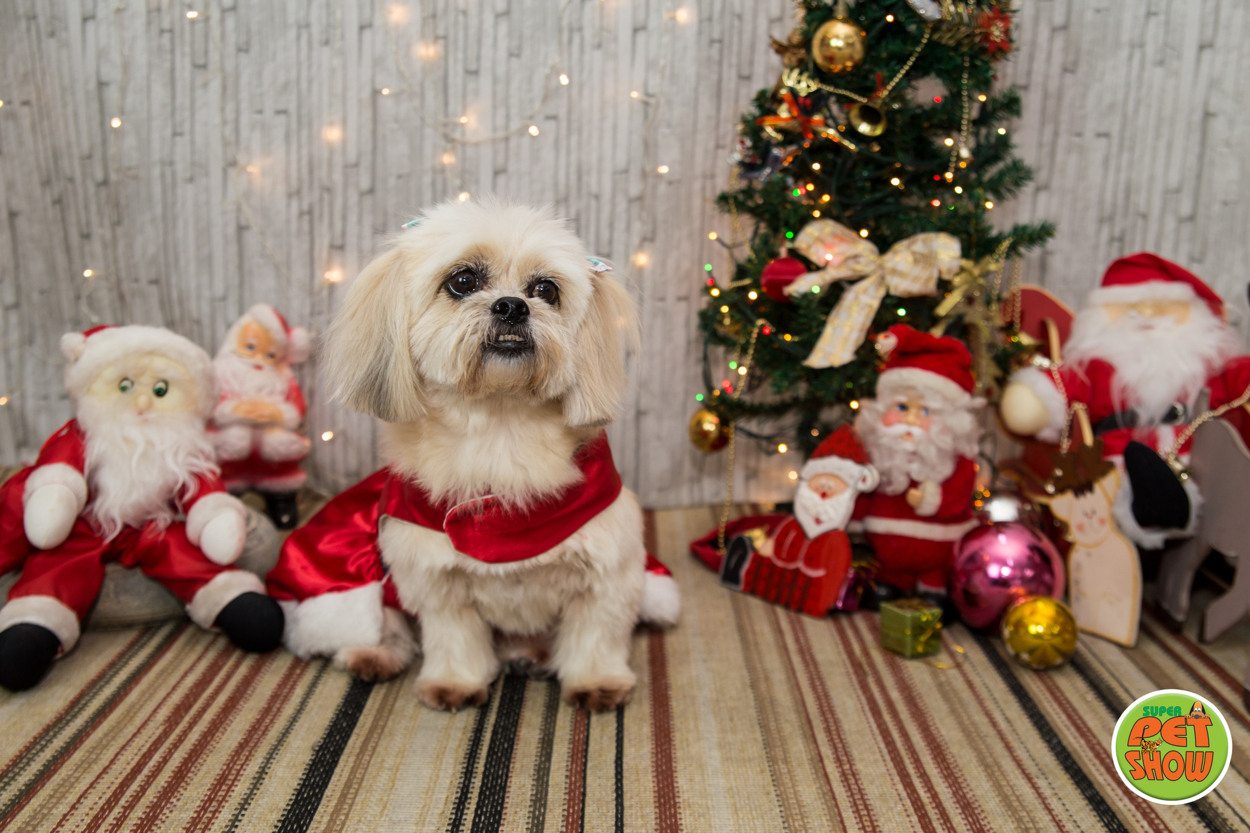 2019 — Natal encantado dos Pets. Fotografia Pet — estúdio, eventos, aniversários, ensaios temáticos
