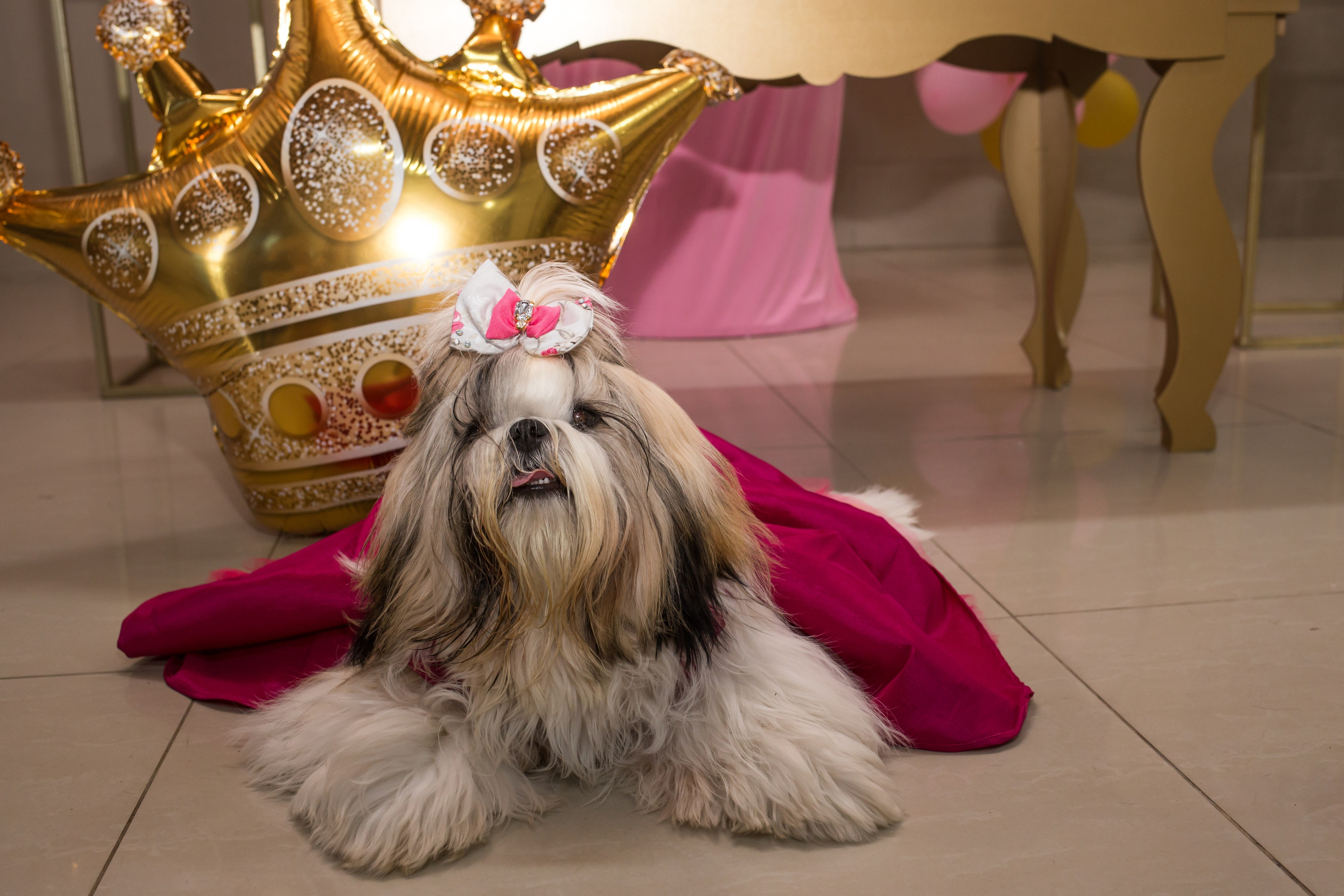 Kiara — 1 aninho. Fotografia Pet — estúdio, eventos, aniversários, ensaios temáticos