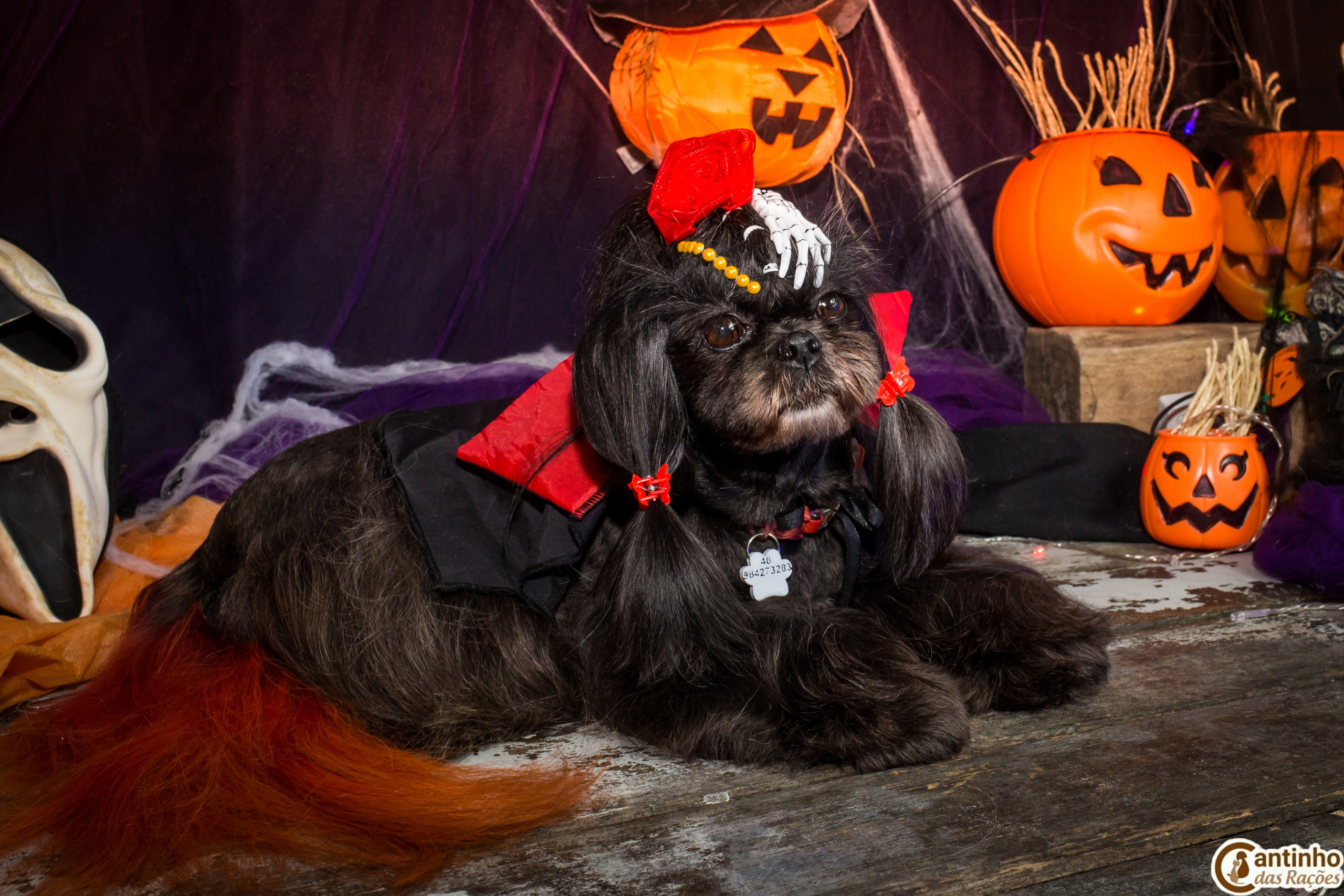 Hallowen — 2020 Doces ou travessuras. Fotografia Pet — estúdio, eventos, aniversários, ensaios temáticos