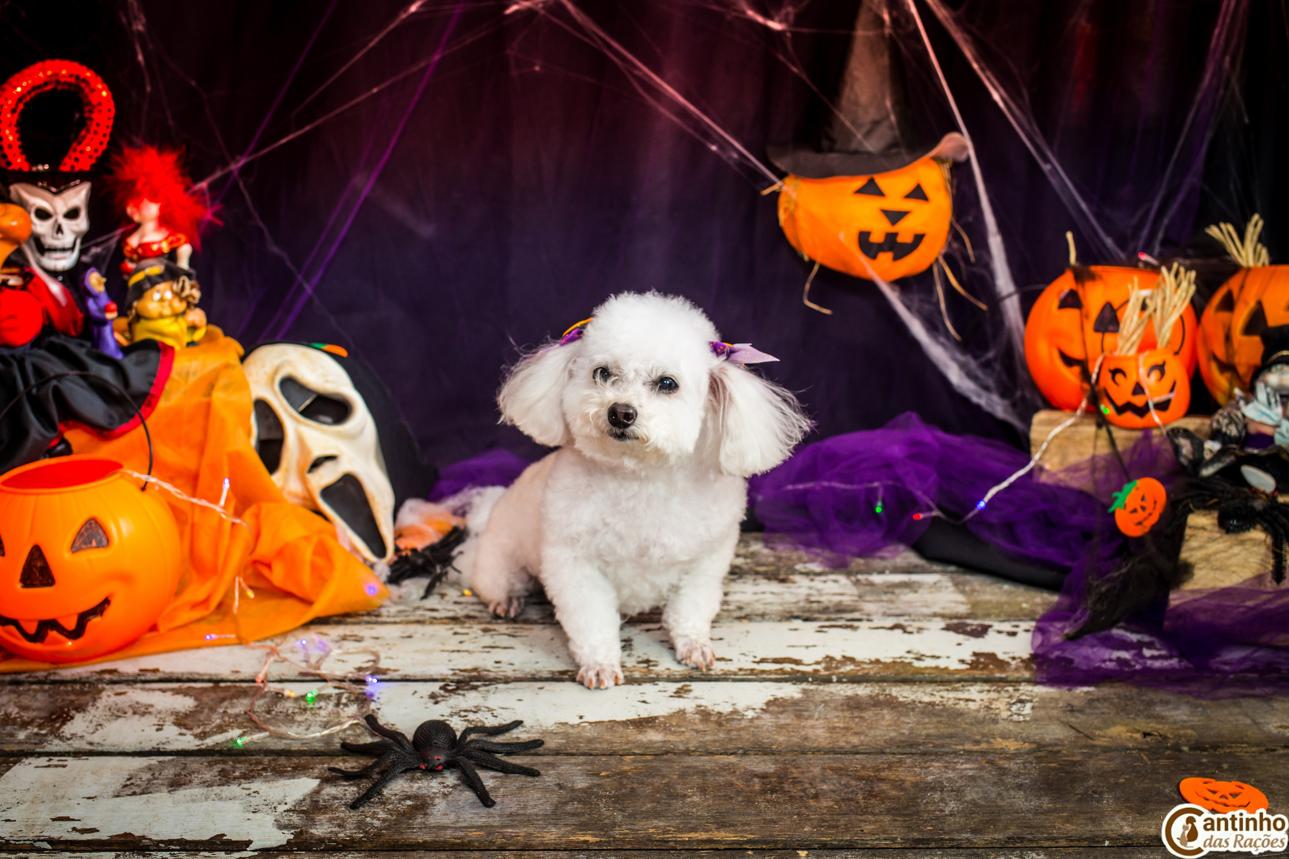 Hallowen — 2020 Doces ou travessuras. Fotografia Pet — estúdio, eventos, aniversários, ensaios temáticos