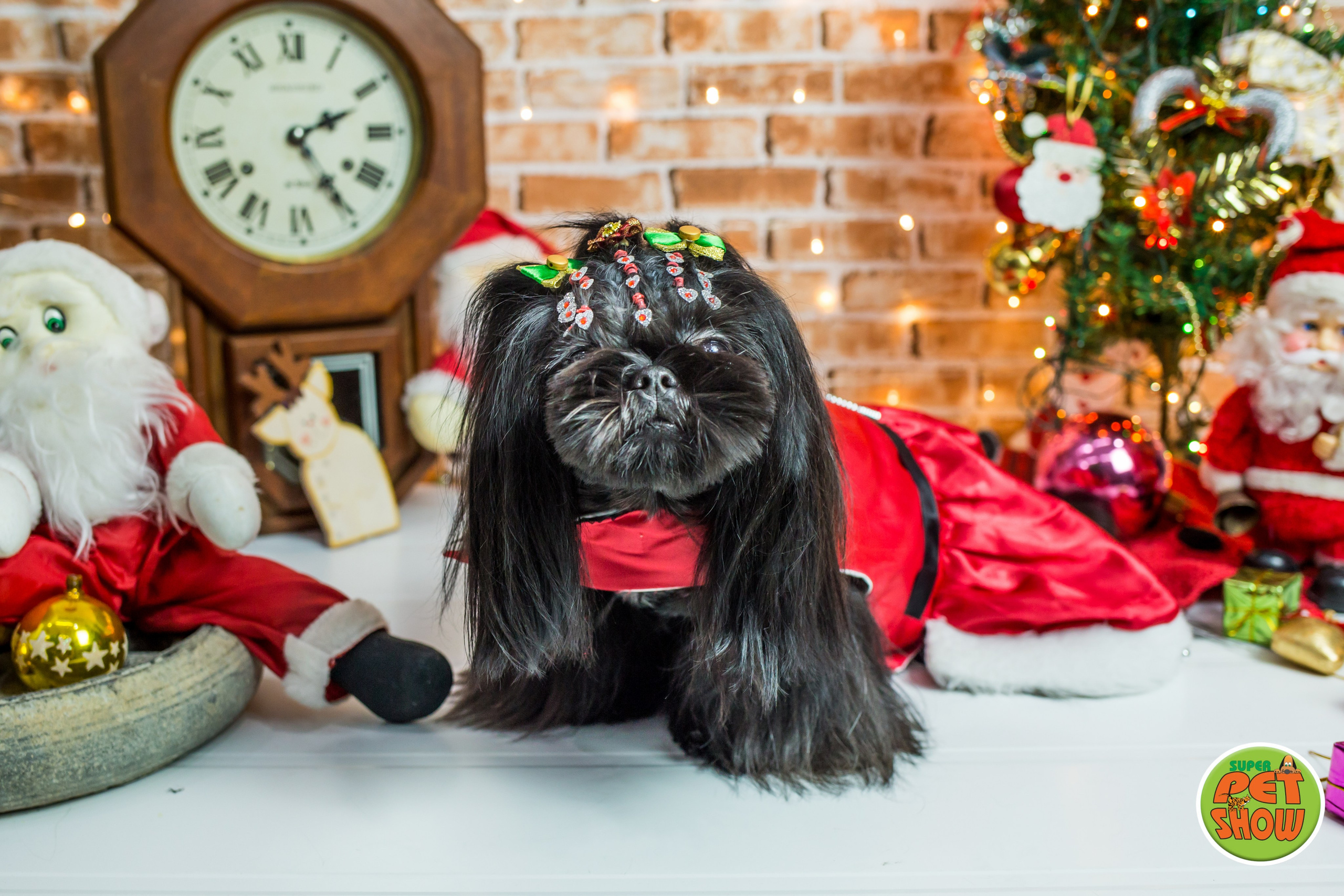 2019 — Natal encantado dos Pets. Fotografia Pet — estúdio, eventos, aniversários, ensaios temáticos
