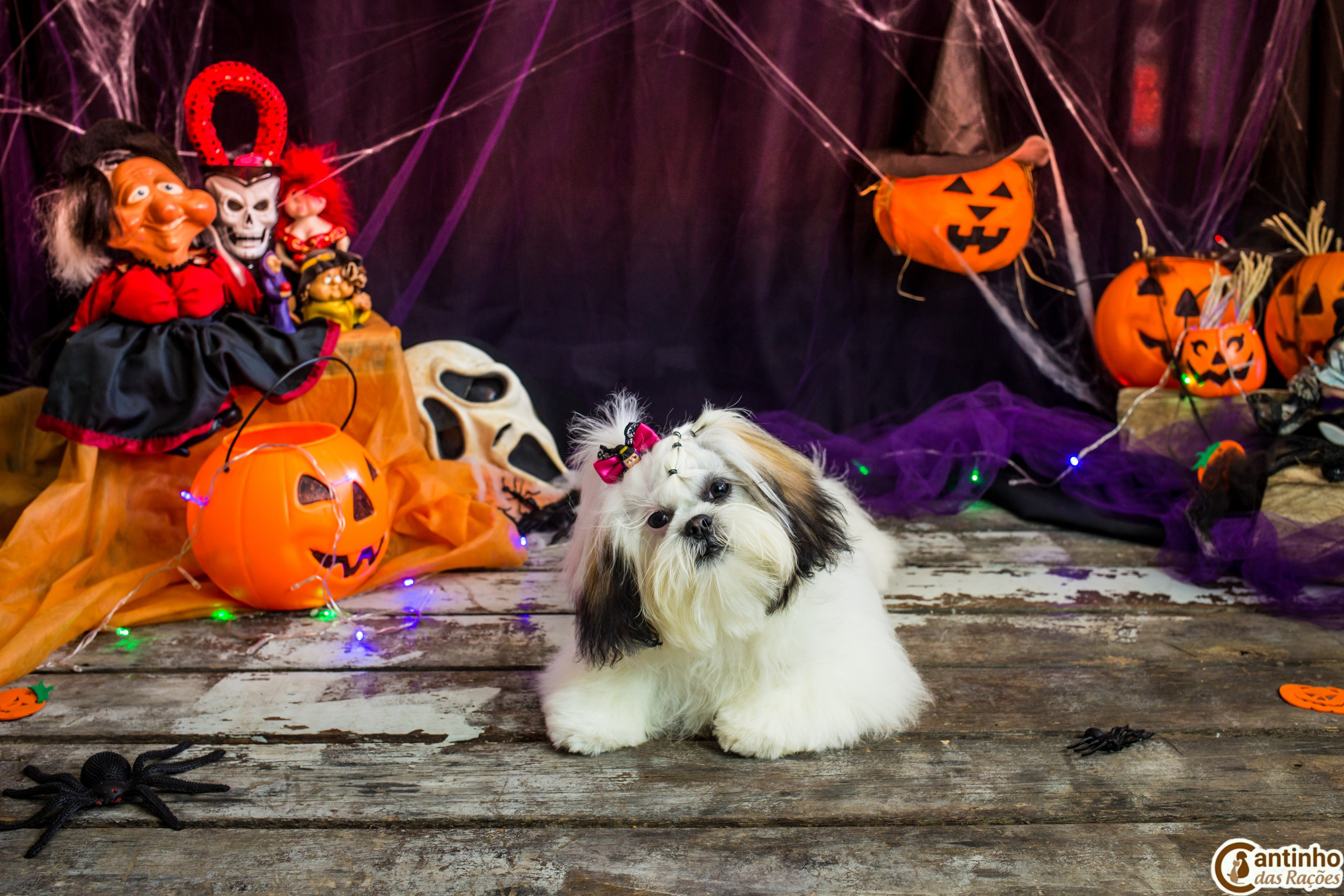 Hallowen — 2020 Doces ou travessuras. Fotografia Pet — estúdio, eventos, aniversários, ensaios temáticos