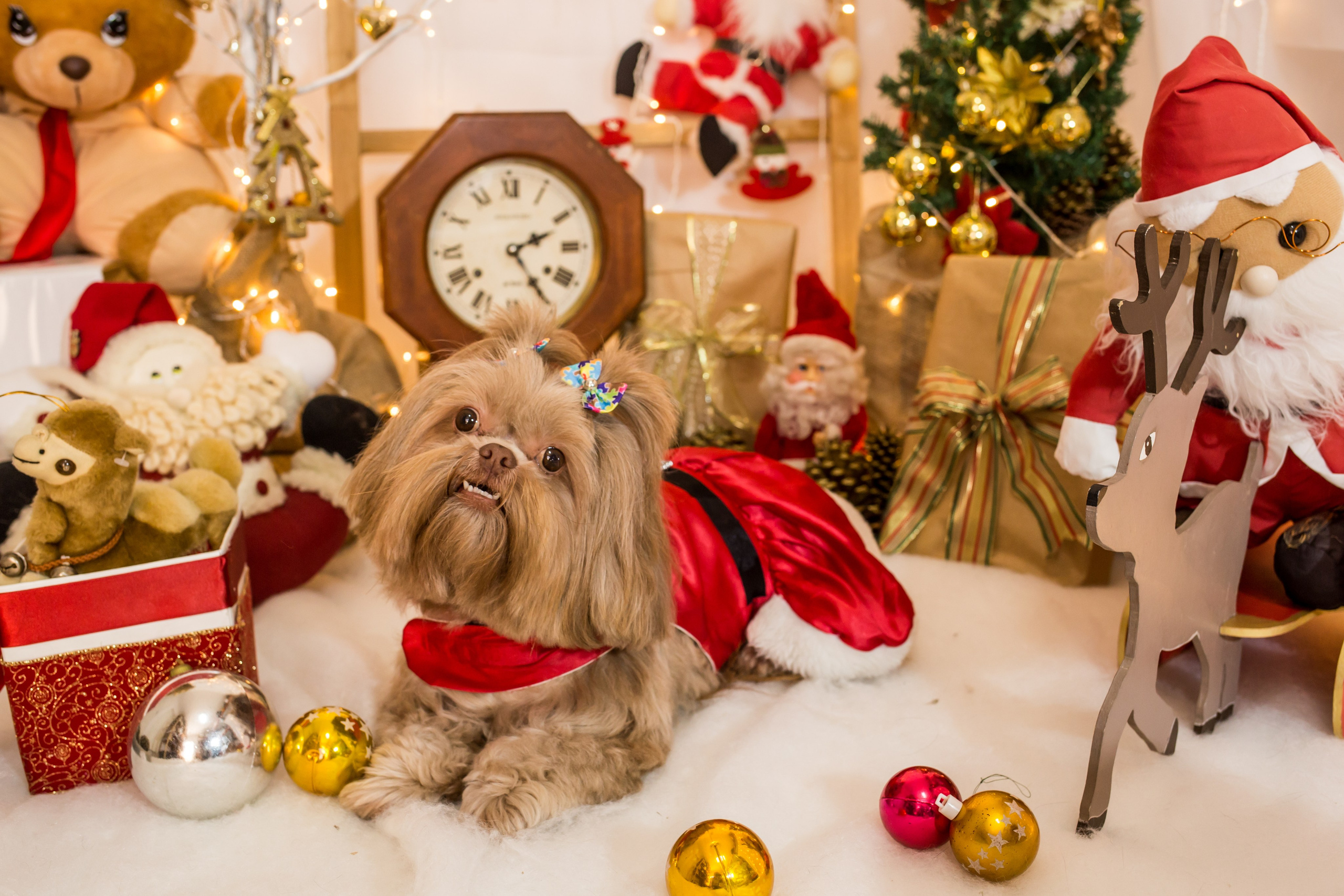 2021 — Natal encantado dos Pets. Fotografia Pet — estúdio, eventos, aniversários, ensaios temáticos