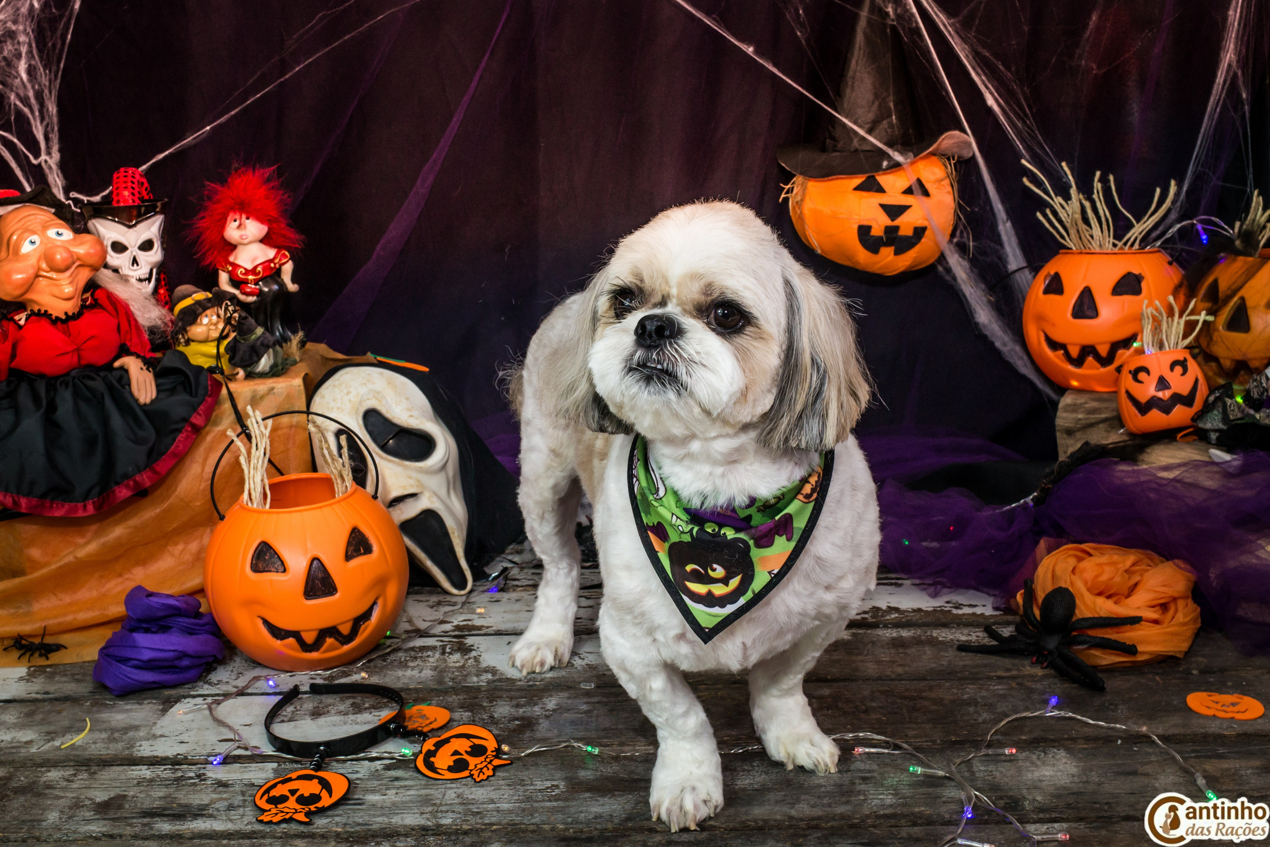 Hallowen — 2020 Doces ou travessuras. Fotografia Pet — estúdio, eventos, aniversários, ensaios temáticos