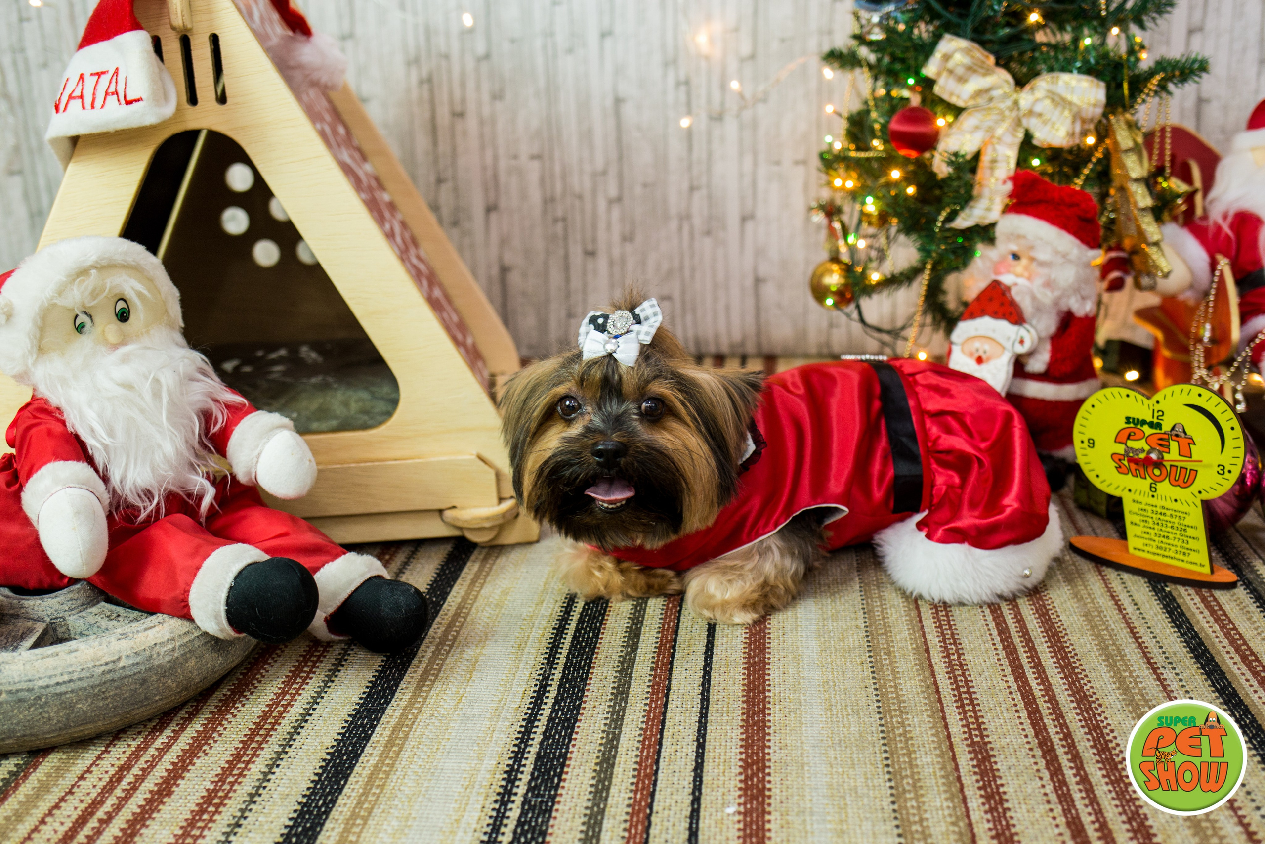 2019 — Natal encantado dos Pets. Fotografia Pet — estúdio, eventos, aniversários, ensaios temáticos
