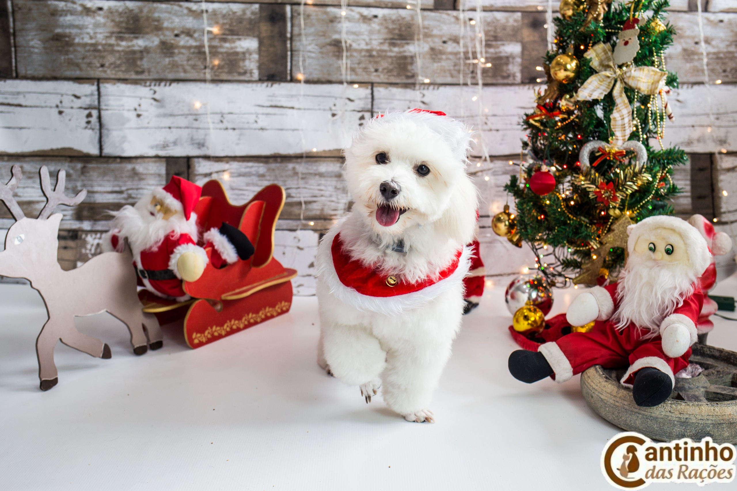2019 — Natal encantado dos Pets. Fotografia Pet — estúdio, eventos, aniversários, ensaios temáticos