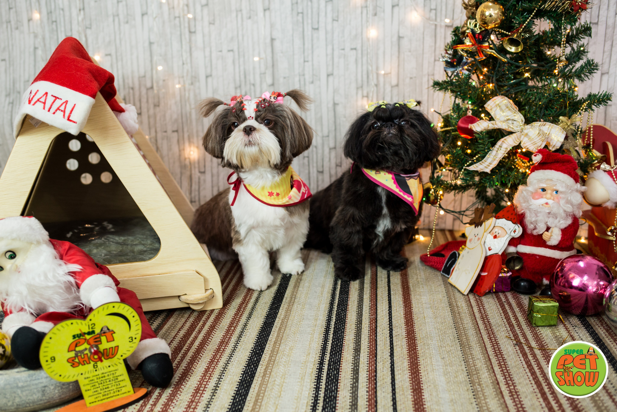 2019 — Natal encantado dos Pets. Fotografia Pet — estúdio, eventos, aniversários, ensaios temáticos