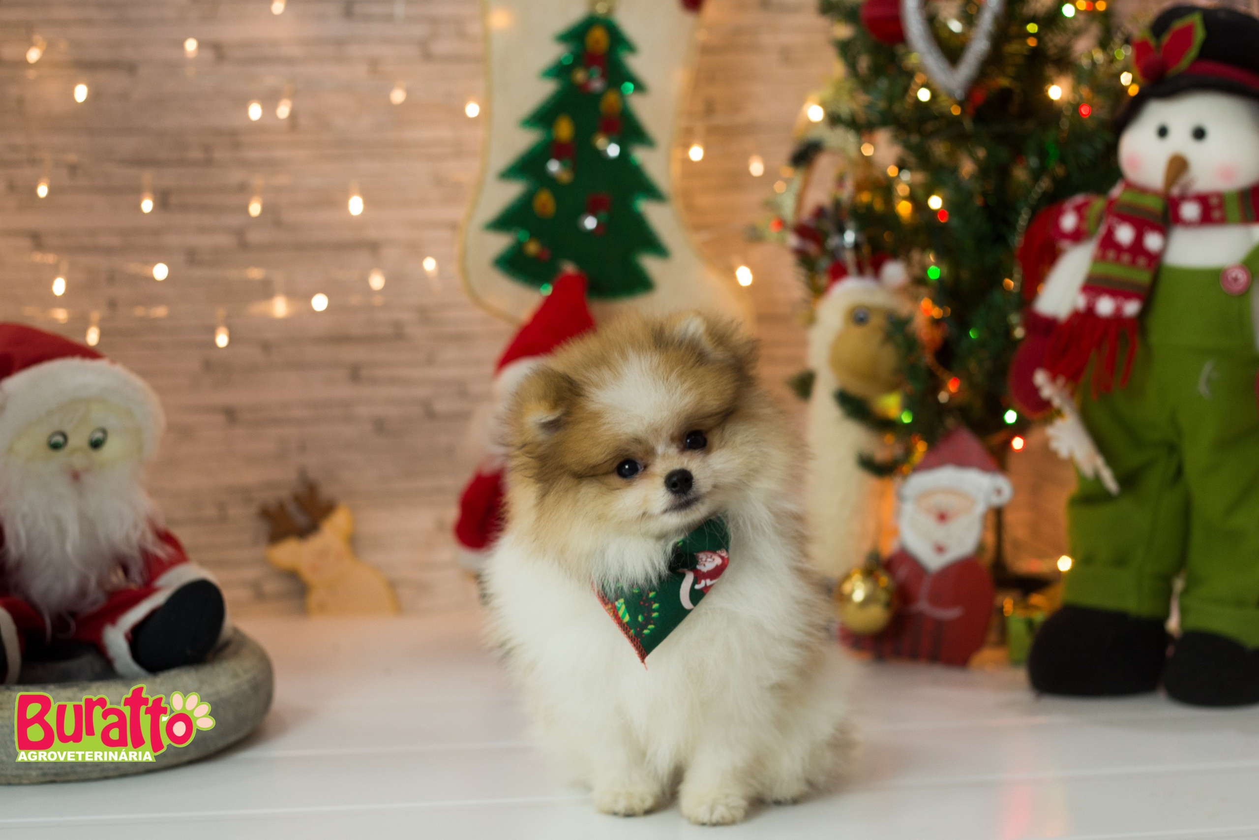 2018 — Natal encantado dos Pets. Fotografia Pet — estúdio, eventos, aniversários, ensaios temáticos