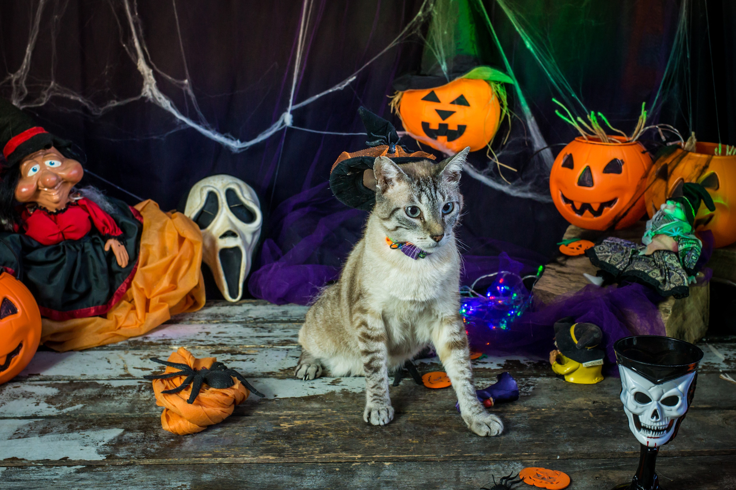 Hallowen — 2020 Doces ou travessuras. Fotografia Pet — estúdio, eventos, aniversários, ensaios temáticos