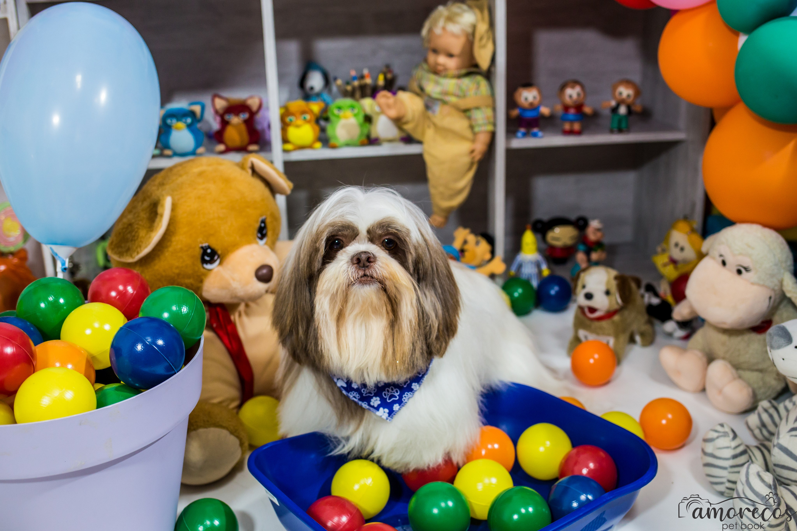Dia das crianças — 2021. Fotografia Pet — estúdio, eventos, aniversários, ensaios temáticos