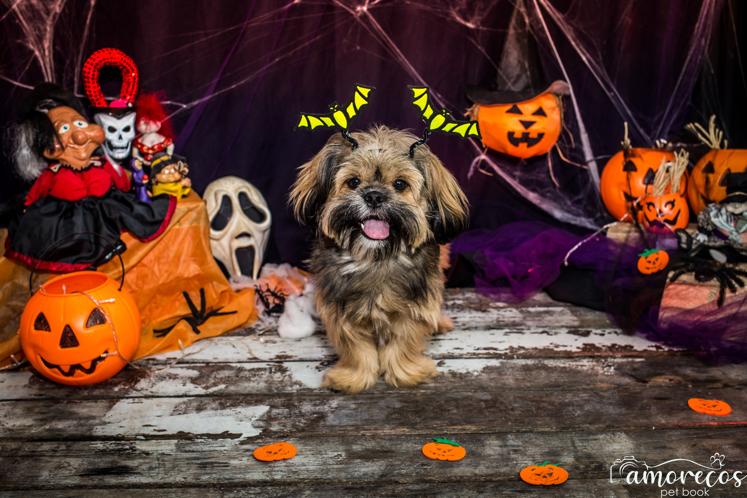 Hallowen — 2020 Doces ou travessuras. Fotografia Pet — estúdio, eventos, aniversários, ensaios temáticos
