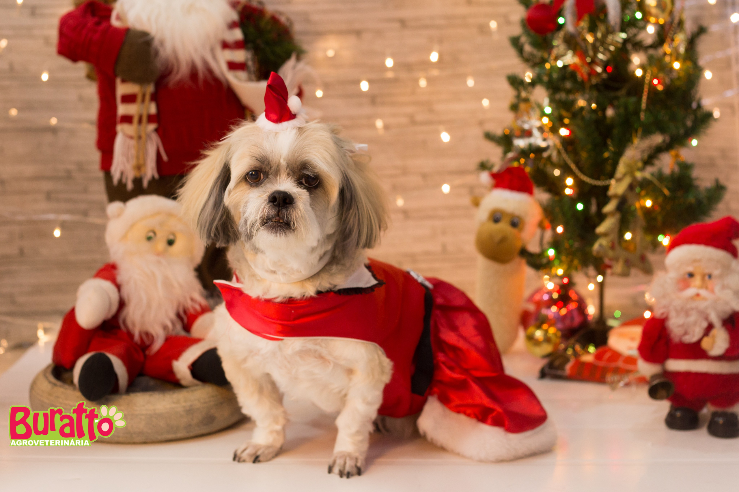 2018 — Natal encantado dos Pets. Fotografia Pet — estúdio, eventos, aniversários, ensaios temáticos