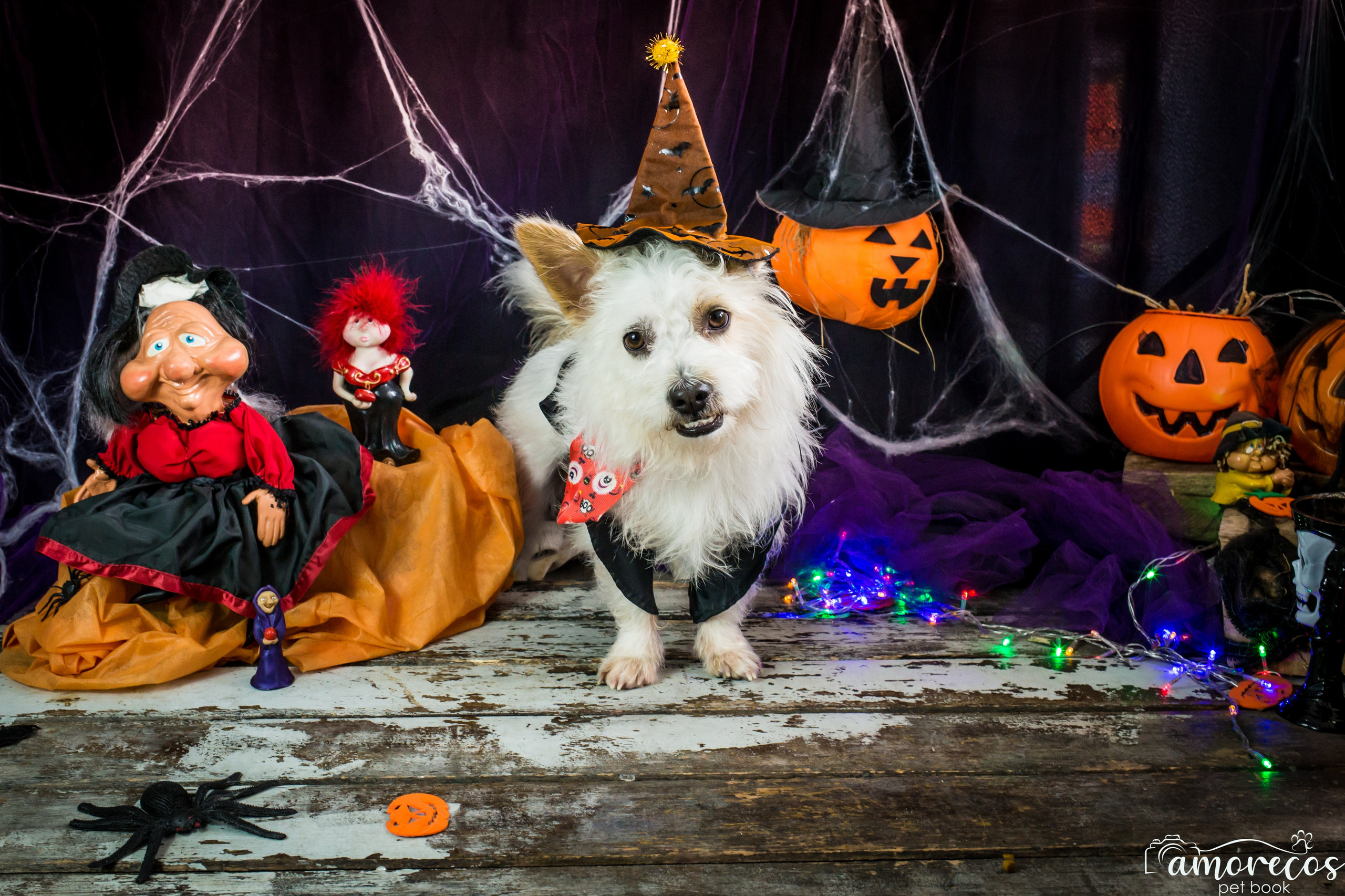 Hallowen — 2020 Doces ou travessuras. Fotografia Pet — estúdio, eventos, aniversários, ensaios temáticos