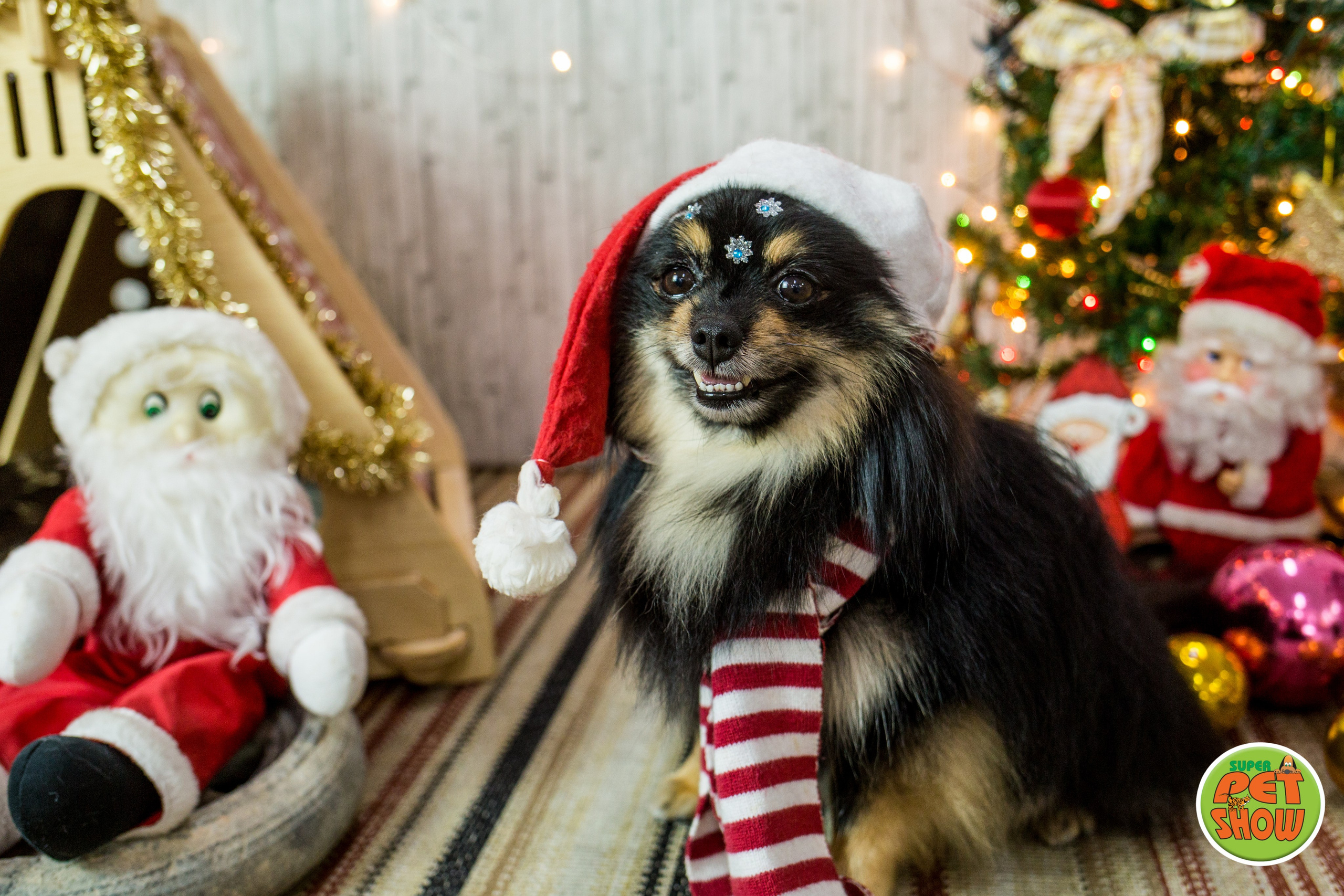 2019 — Natal encantado dos Pets. Fotografia Pet — estúdio, eventos, aniversários, ensaios temáticos