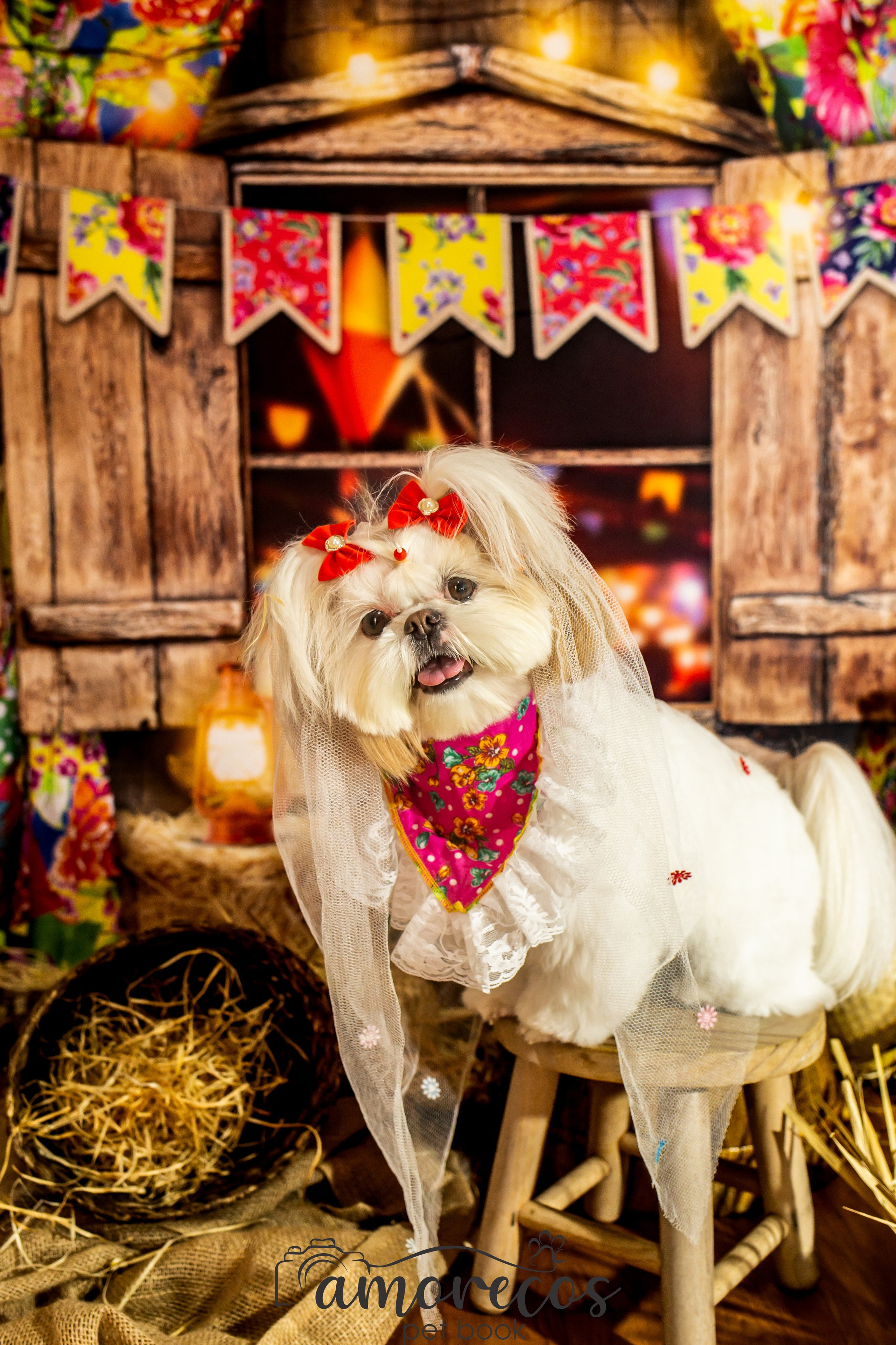Arraia 2022. Fotografia Pet — estúdio, eventos, aniversários, ensaios temáticos