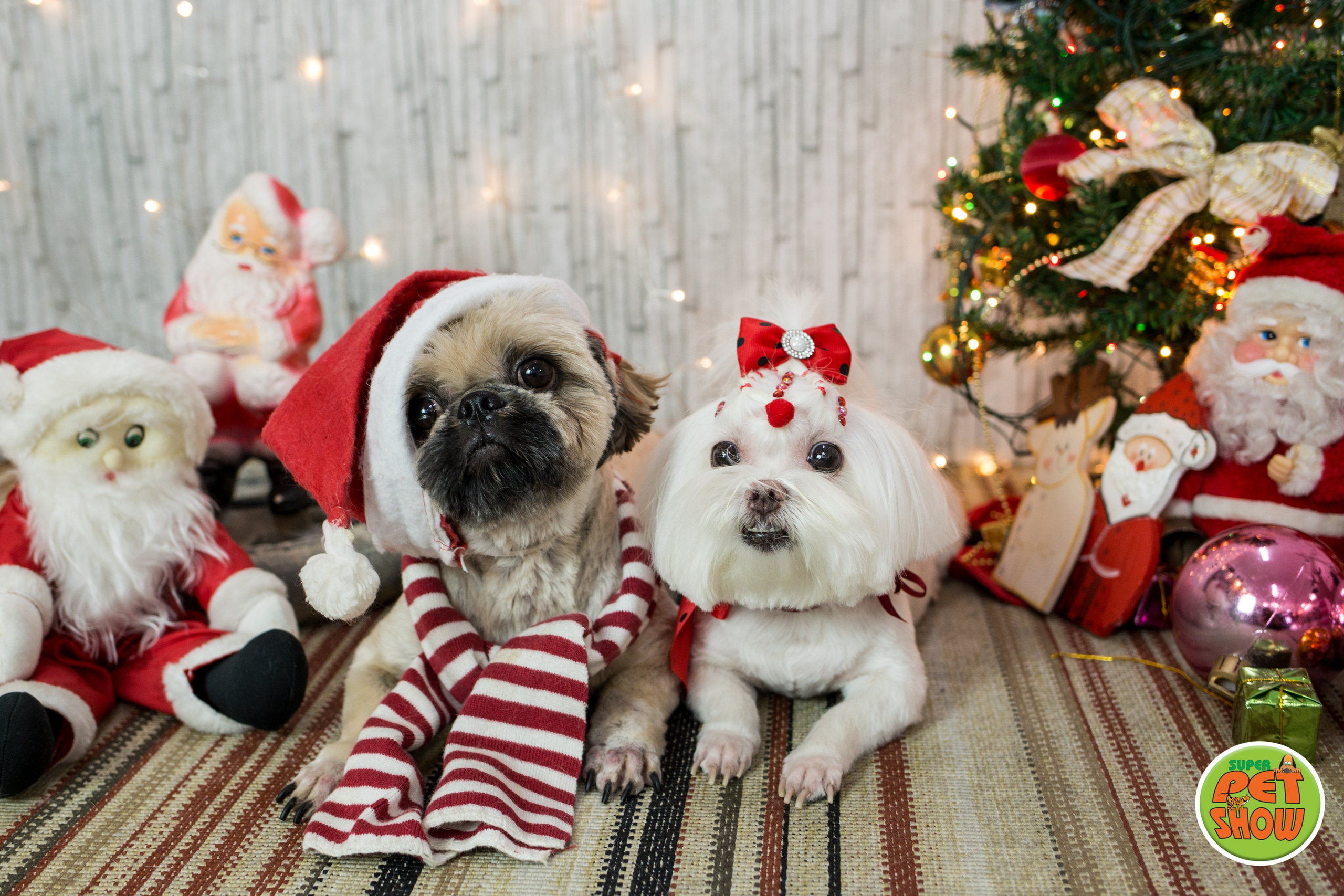 2019 — Natal encantado dos Pets. Fotografia Pet — estúdio, eventos, aniversários, ensaios temáticos