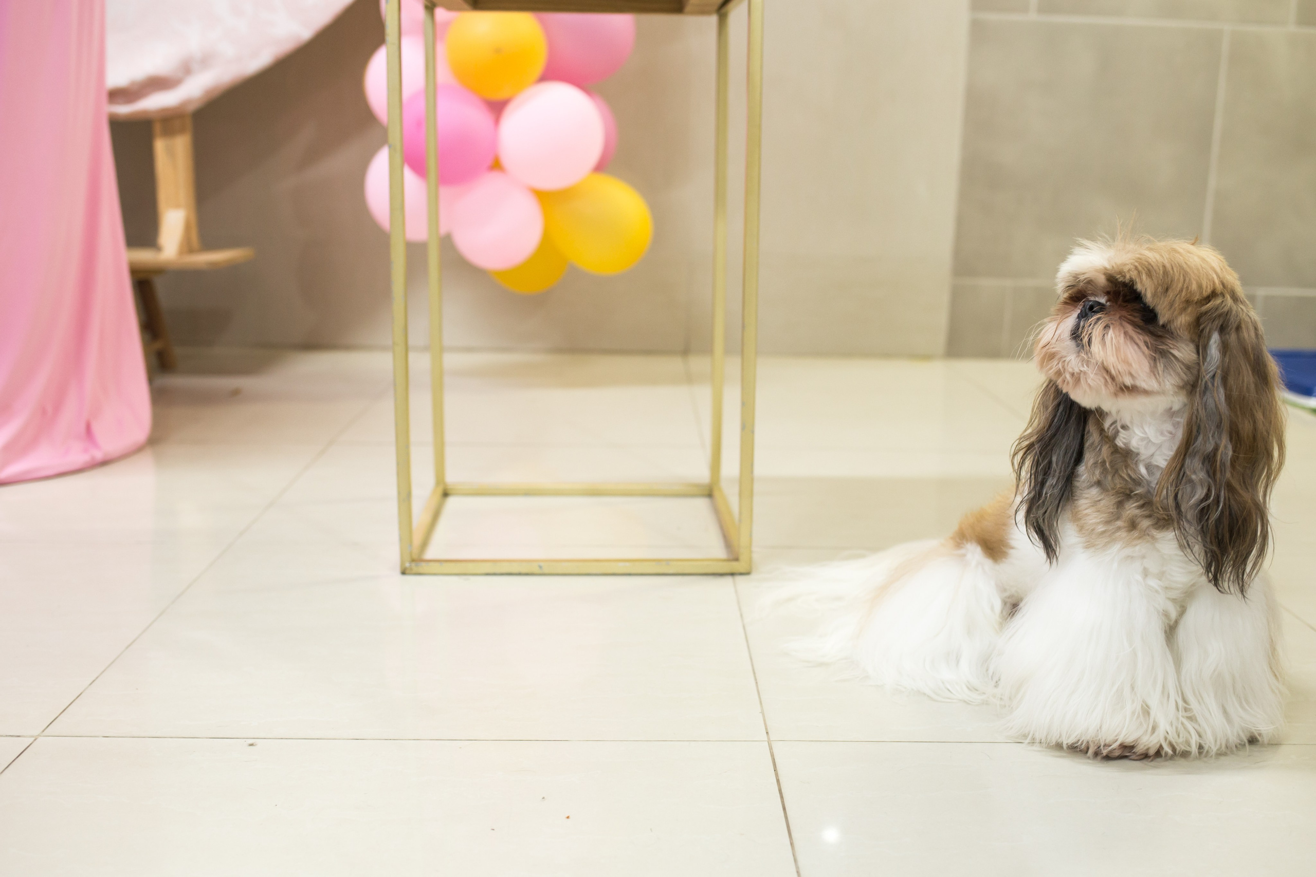 Kiara — 1 aninho. Fotografia Pet — estúdio, eventos, aniversários, ensaios temáticos