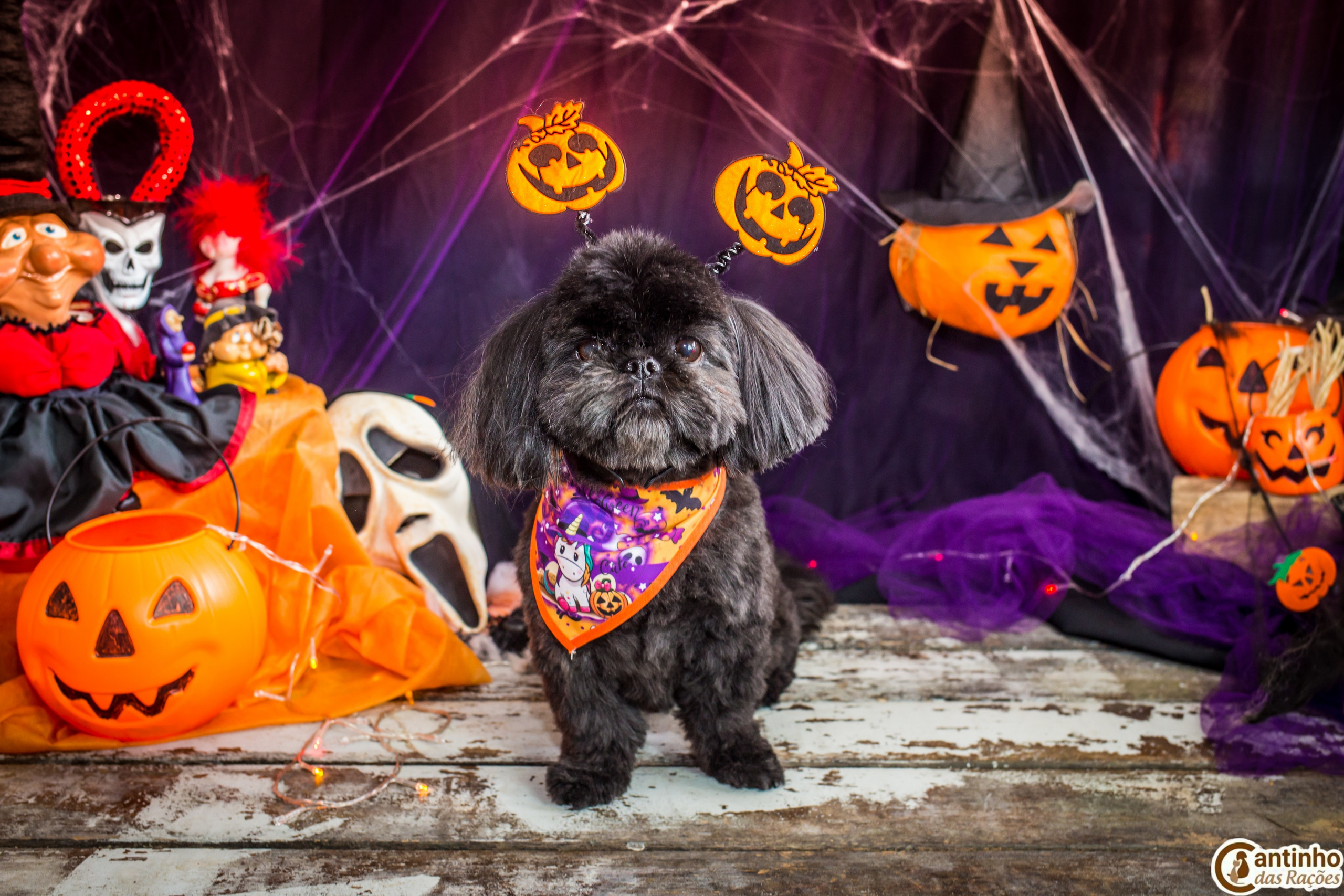 Hallowen — 2020 Doces ou travessuras. Fotografia Pet — estúdio, eventos, aniversários, ensaios temáticos