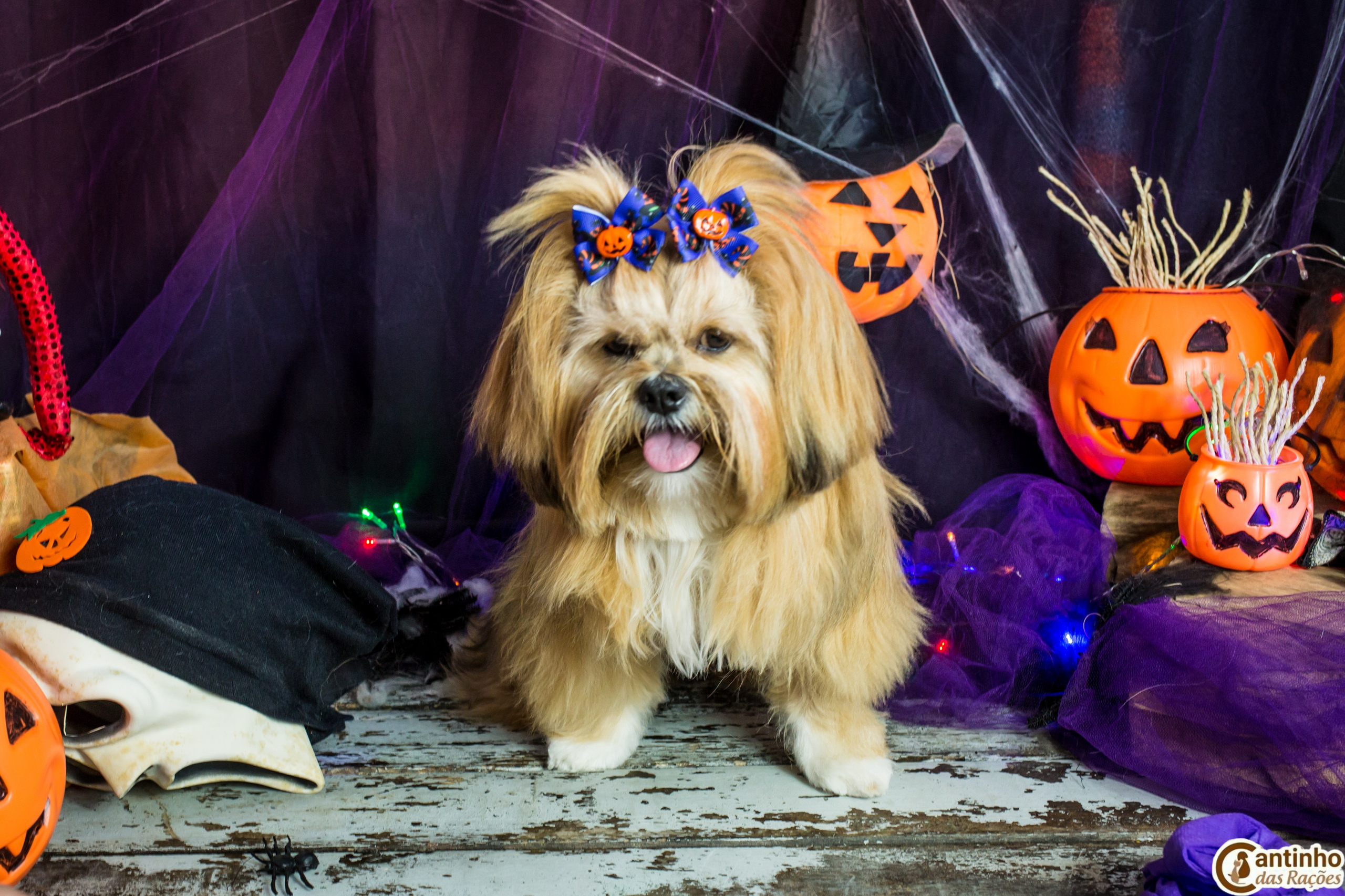 Hallowen — 2020 Doces ou travessuras. Fotografia Pet — estúdio, eventos, aniversários, ensaios temáticos