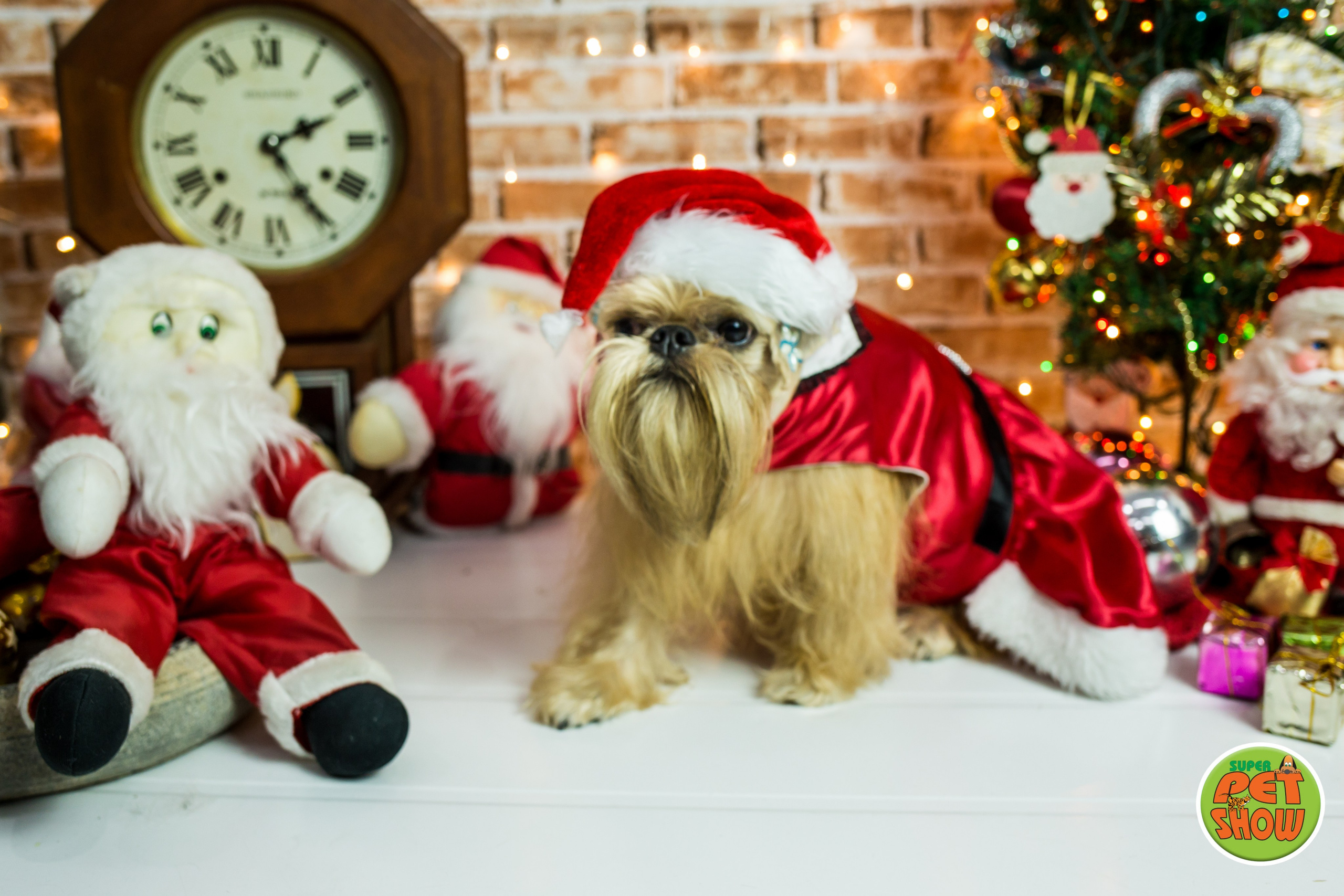 2019 — Natal encantado dos Pets. Fotografia Pet — estúdio, eventos, aniversários, ensaios temáticos