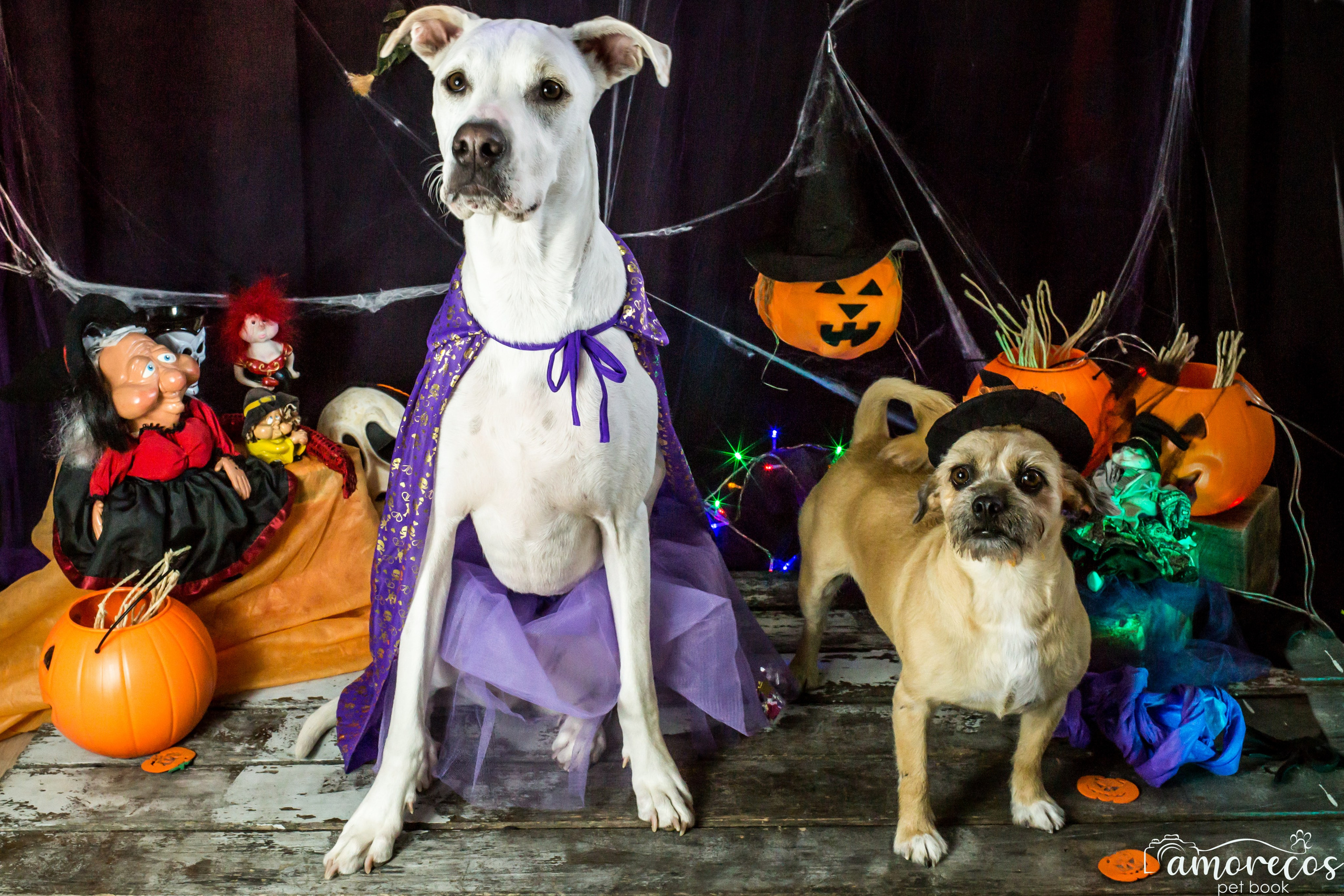 Hallowen — 2020 Doces ou travessuras. Fotografia Pet — estúdio, eventos, aniversários, ensaios temáticos