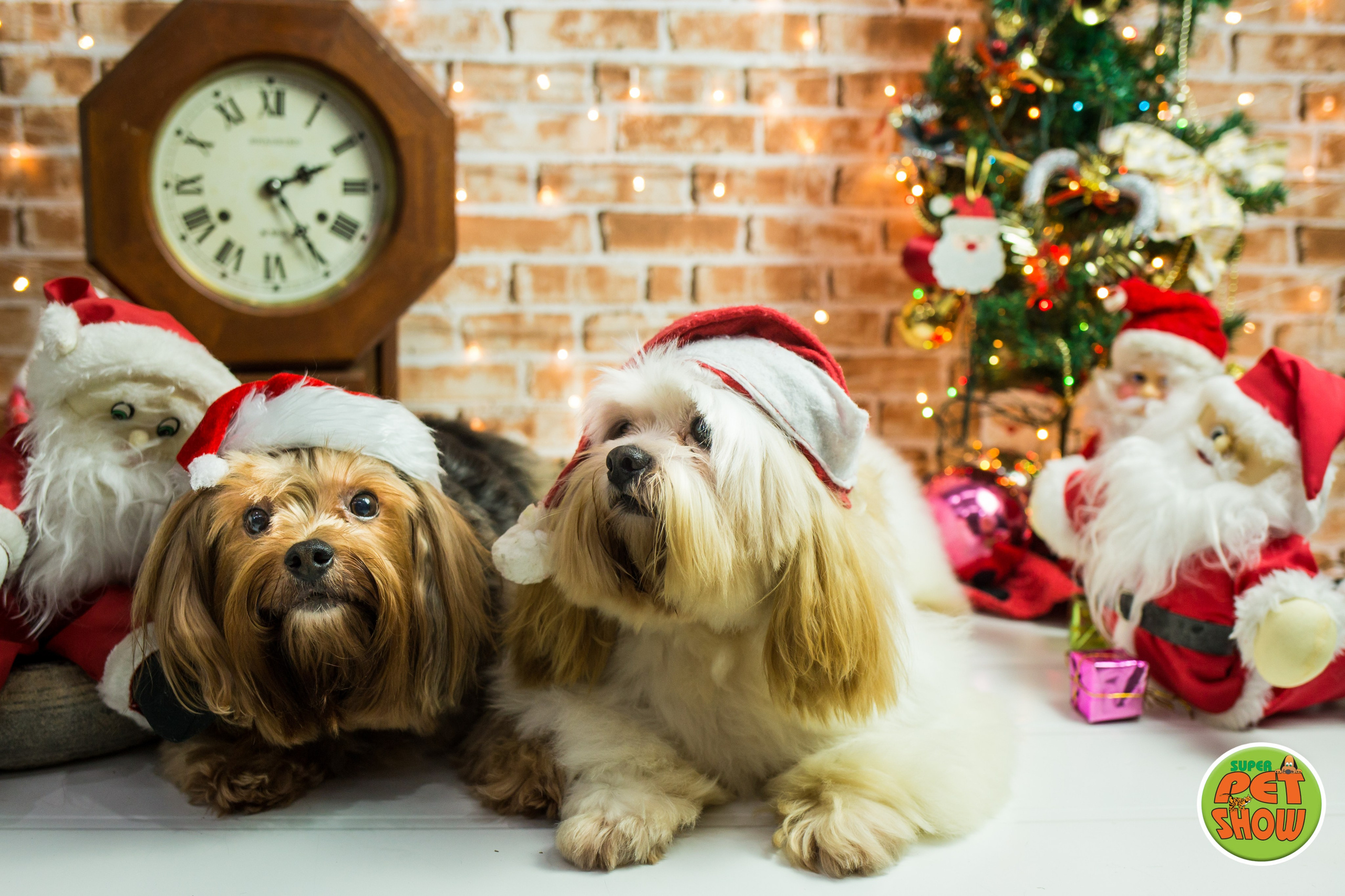 2019 — Natal encantado dos Pets. Fotografia Pet — estúdio, eventos, aniversários, ensaios temáticos