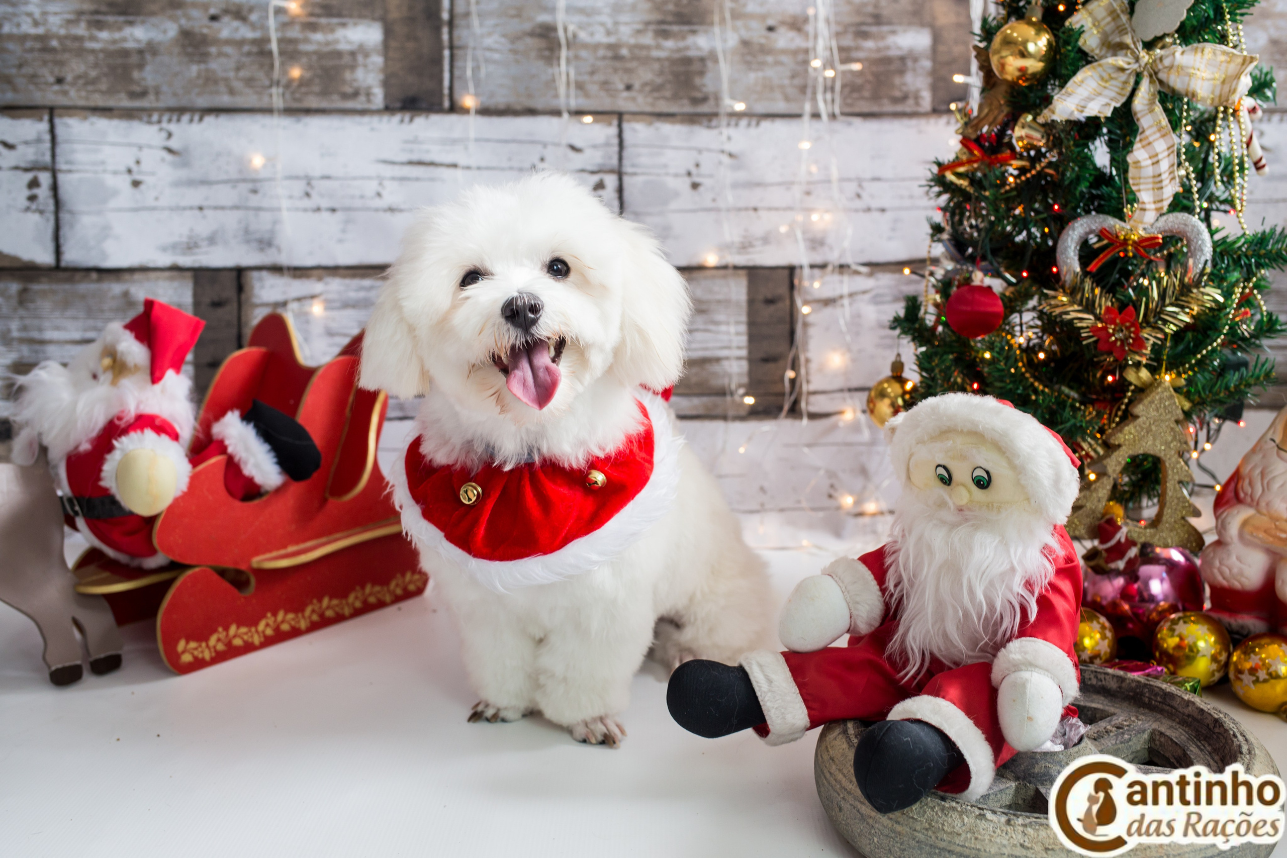 2019 — Natal encantado dos Pets. Fotografia Pet — estúdio, eventos, aniversários, ensaios temáticos