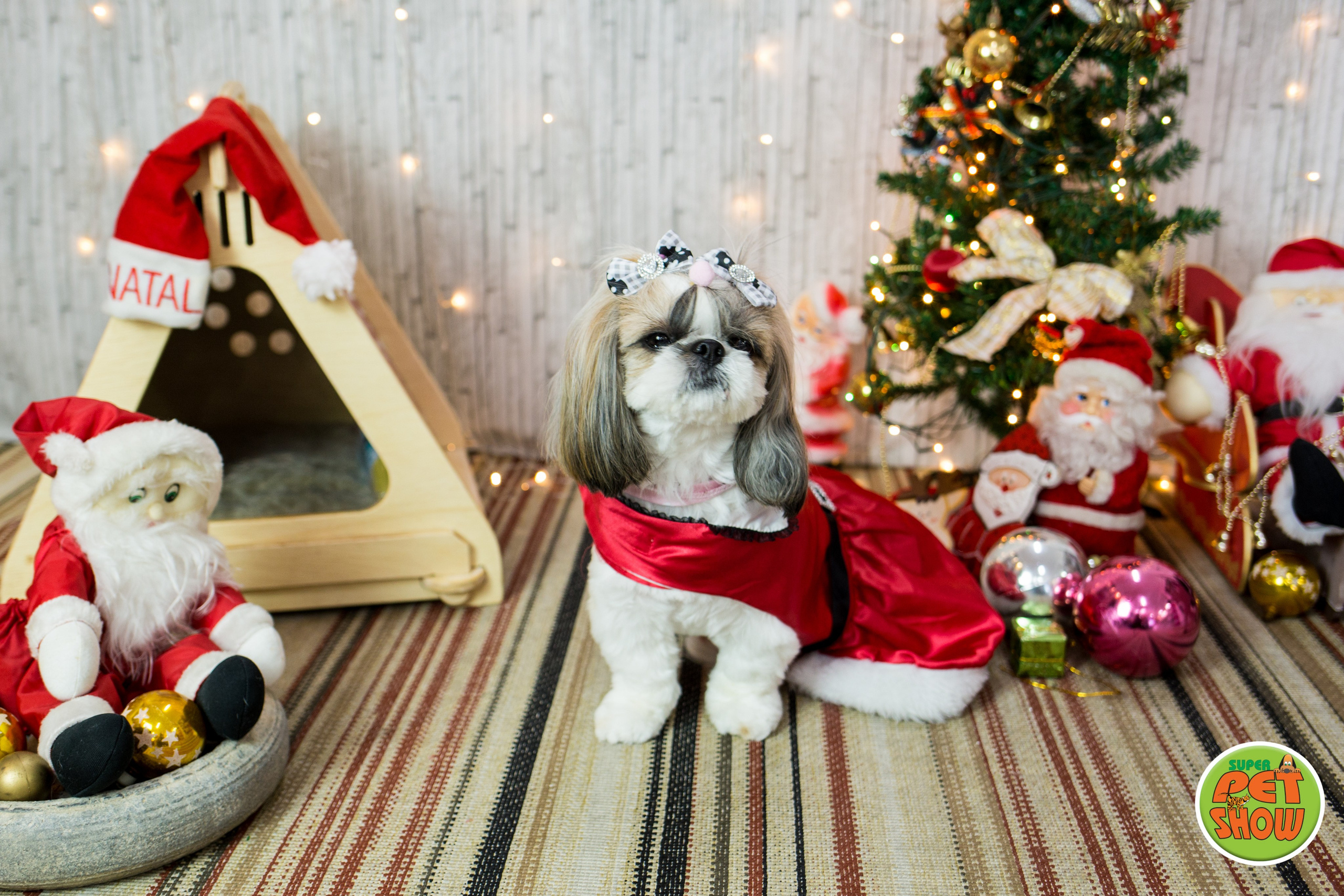 2019 — Natal encantado dos Pets. Fotografia Pet — estúdio, eventos, aniversários, ensaios temáticos