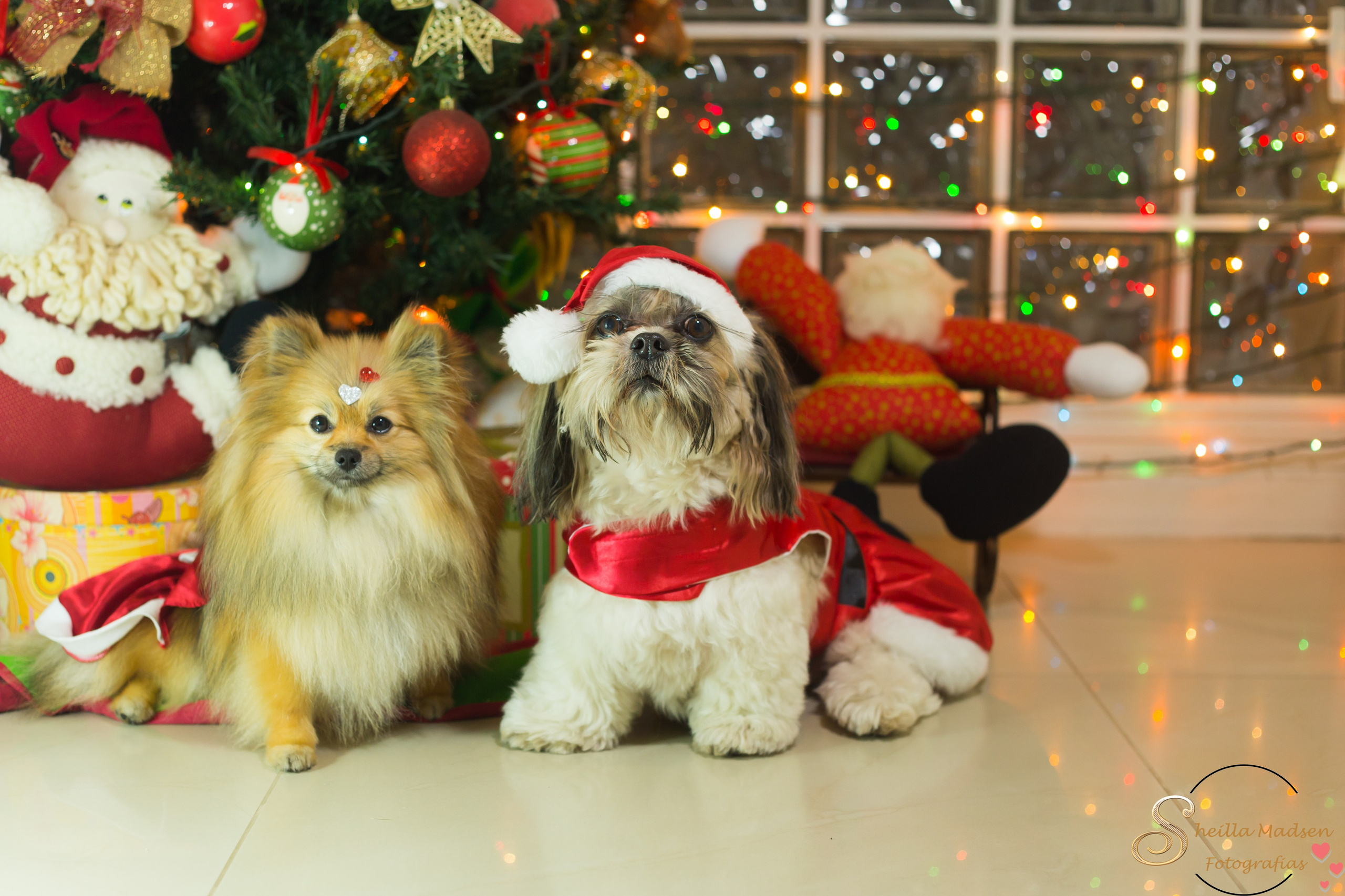 🐾 Um Natal cheio de amor, no cantinho deles. Fotografia Pet — estúdio, eventos, aniversários, ensaios temáticos