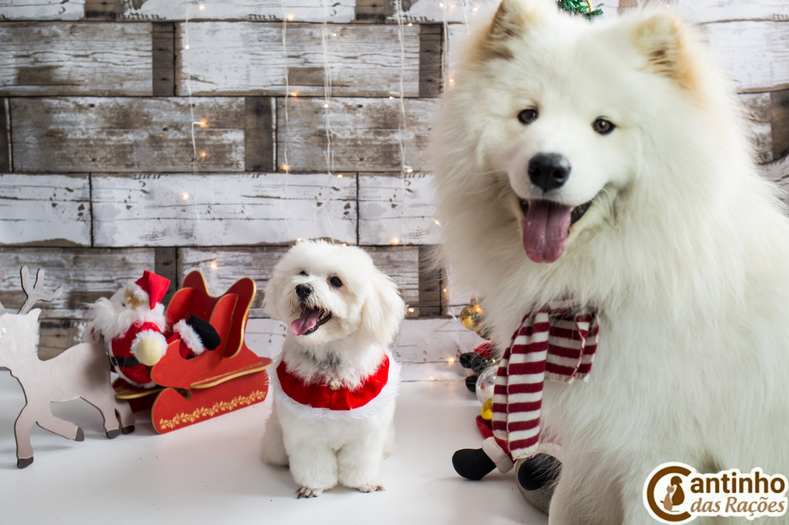 2019 — Natal encantado dos Pets. Fotografia Pet — estúdio, eventos, aniversários, ensaios temáticos