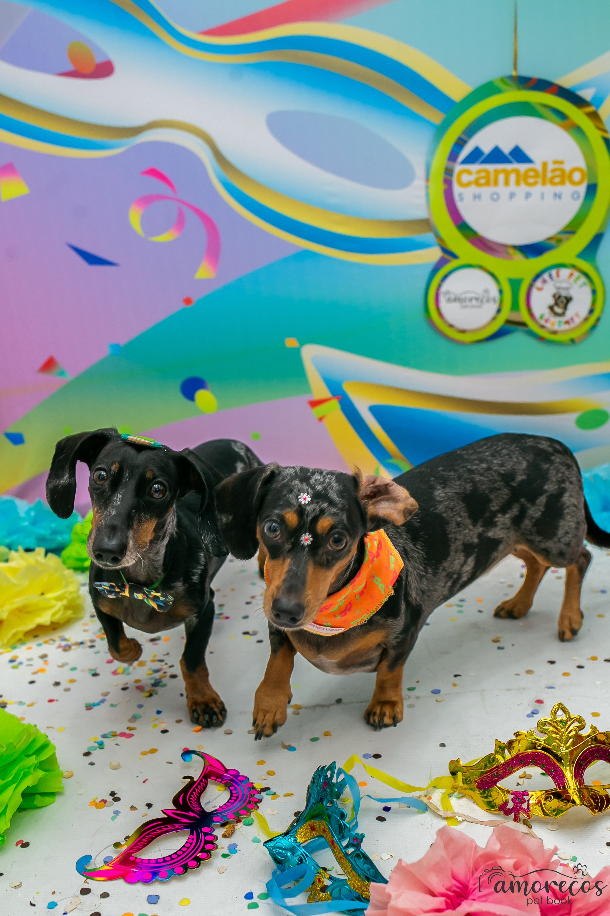 Carnaval 2026 — Camelão. Fotografia Pet — estúdio, eventos, aniversários, ensaios temáticos