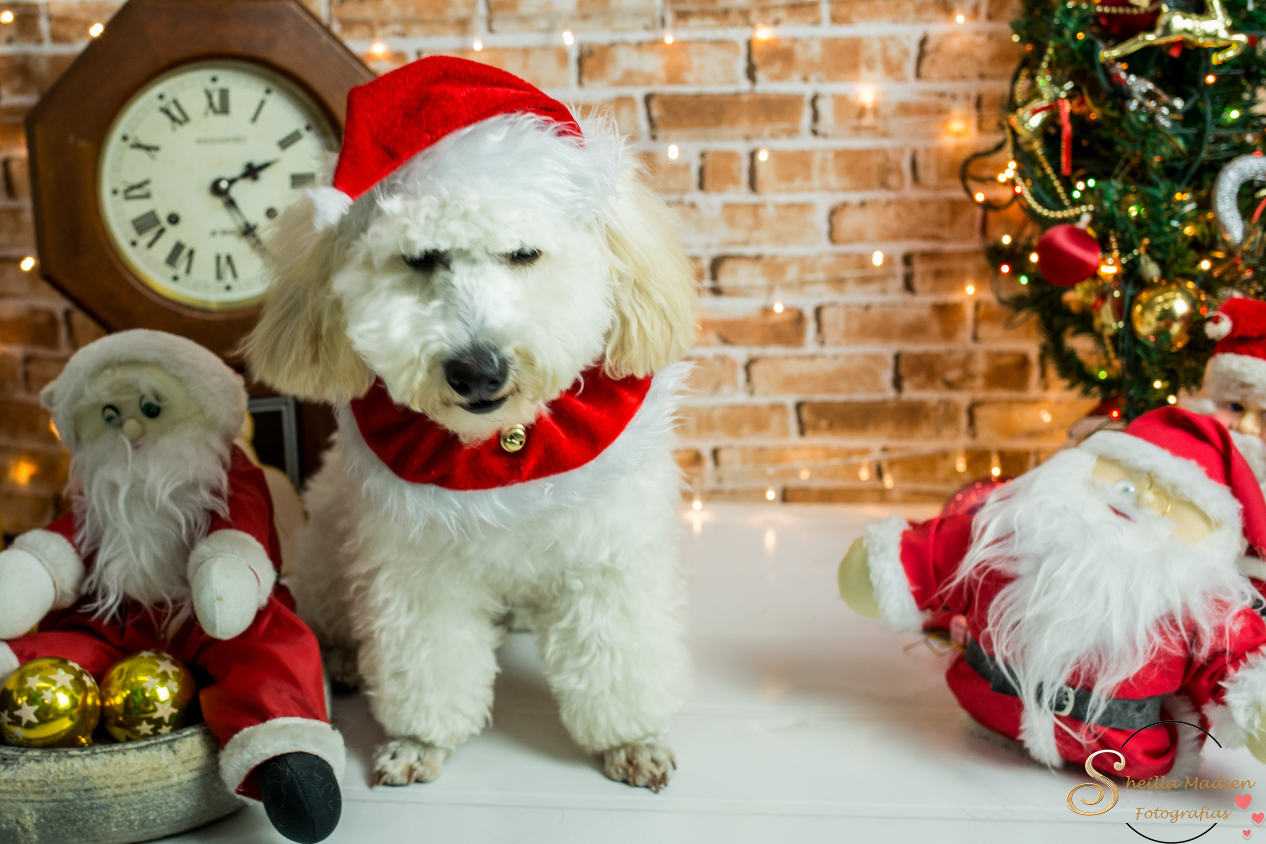 2019 — Natal encantado dos Pets. Fotografia Pet — estúdio, eventos, aniversários, ensaios temáticos
