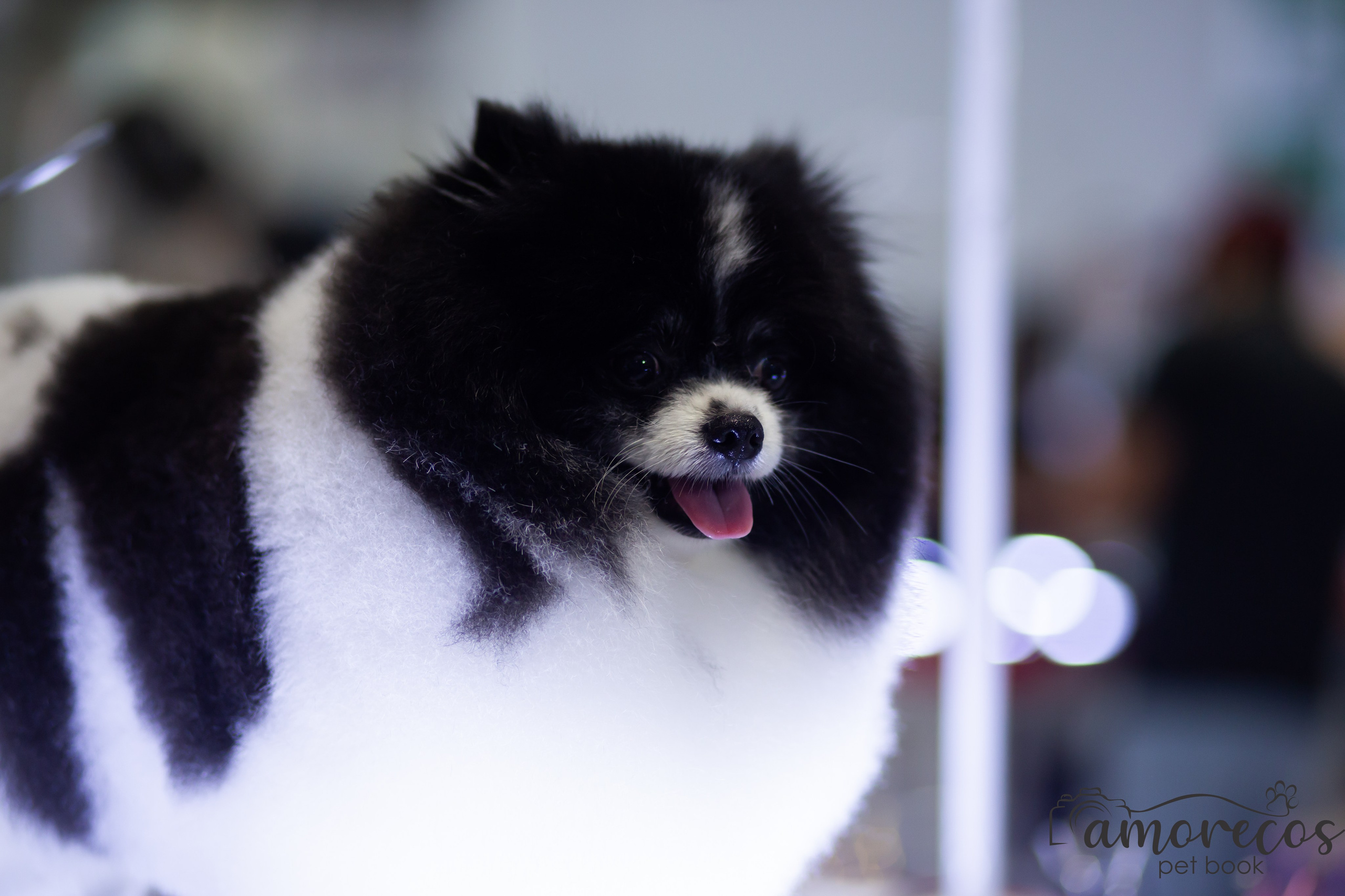 Feira Pet Sul 2025 — São José/SC. Fotografia Pet — estúdio, eventos, aniversários, ensaios temáticos