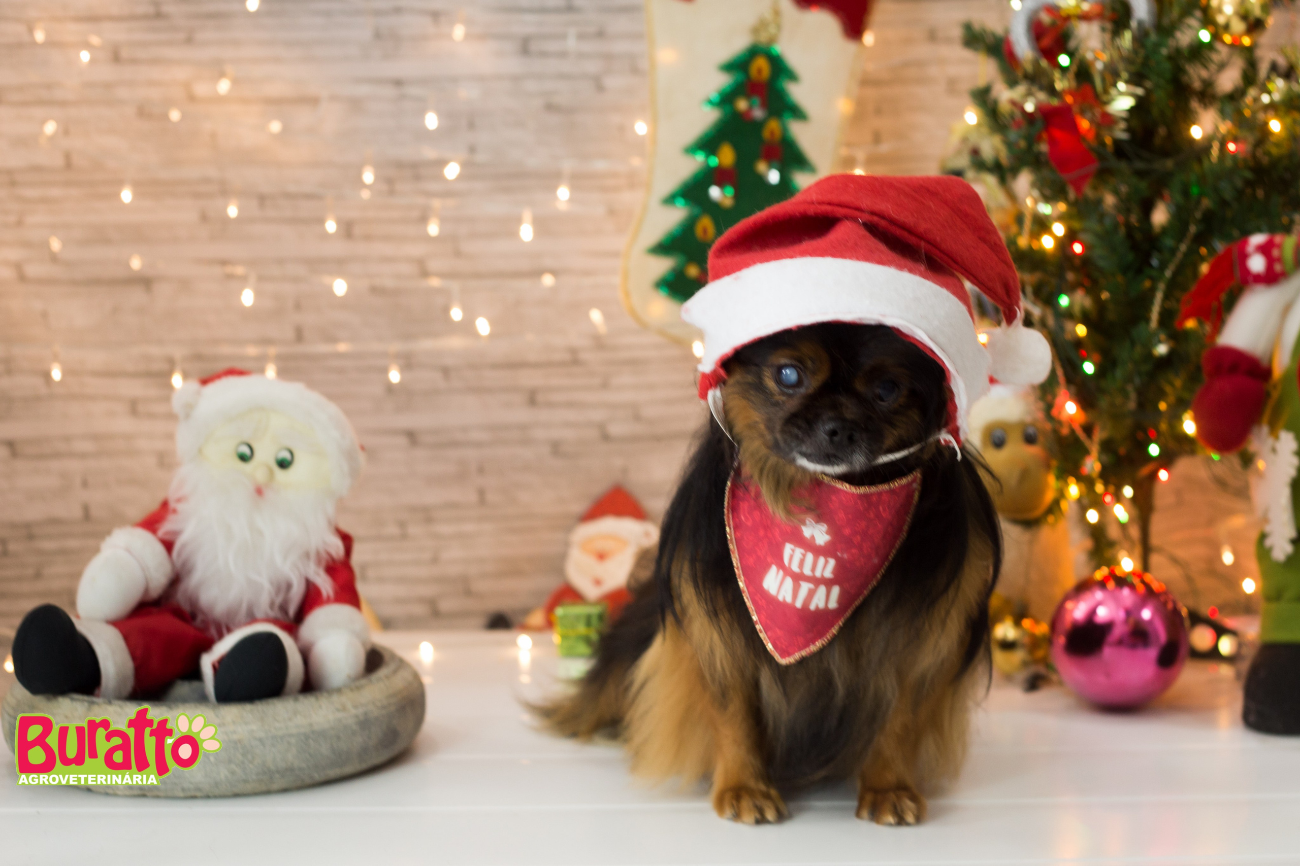 2018 — Natal encantado dos Pets. Fotografia Pet — estúdio, eventos, aniversários, ensaios temáticos