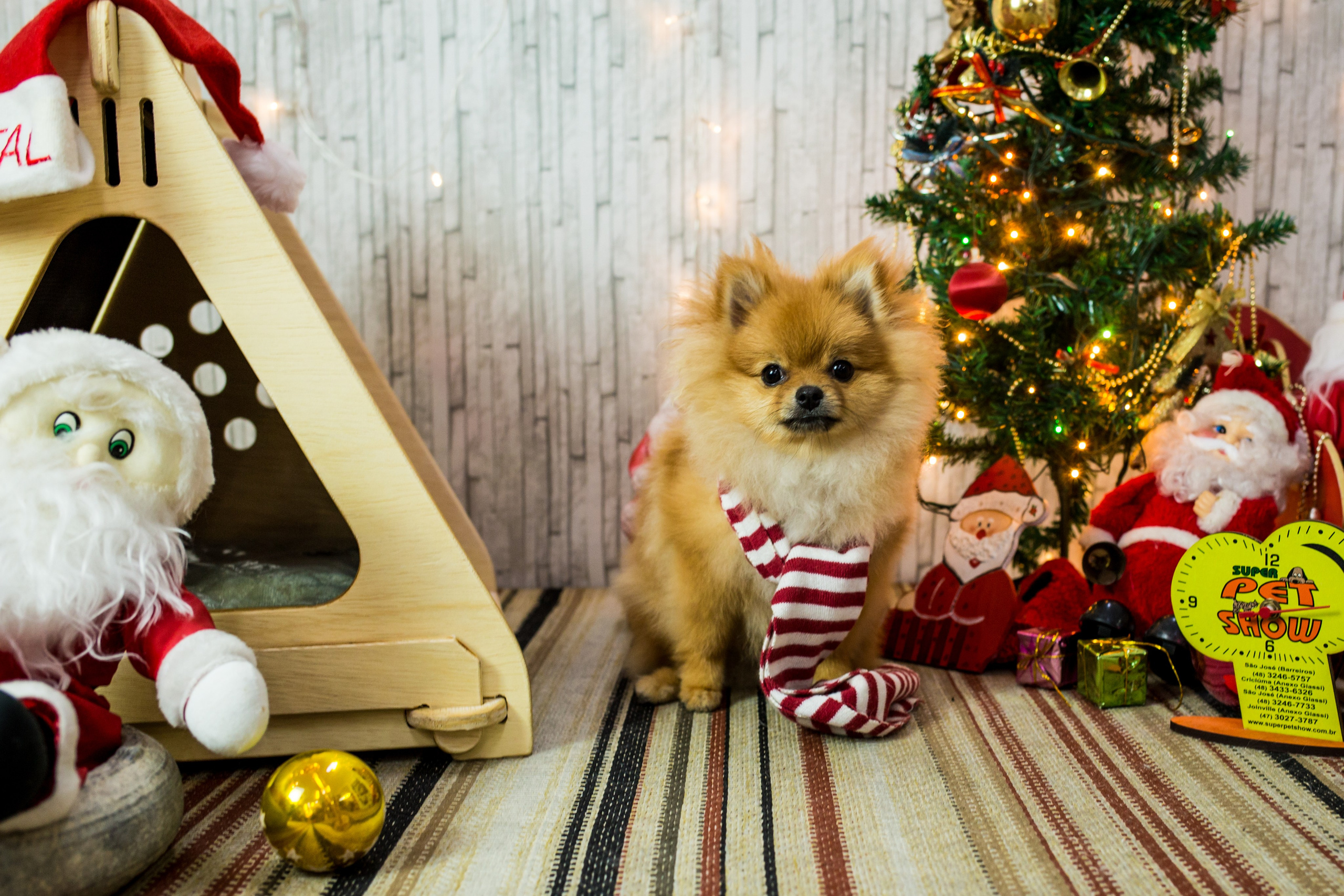 2019 — Natal encantado dos Pets. Fotografia Pet — estúdio, eventos, aniversários, ensaios temáticos