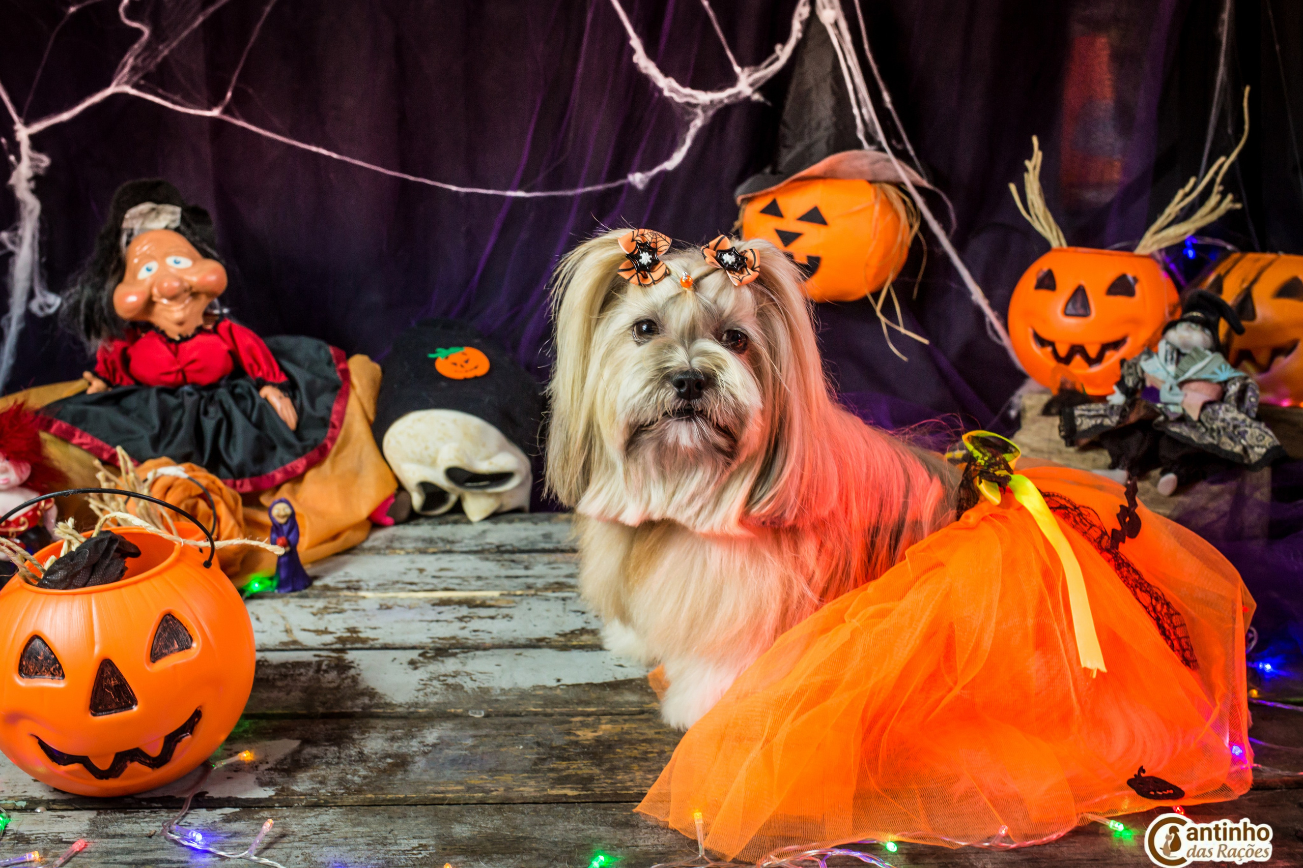Hallowen — 2020 Doces ou travessuras. Fotografia Pet — estúdio, eventos, aniversários, ensaios temáticos