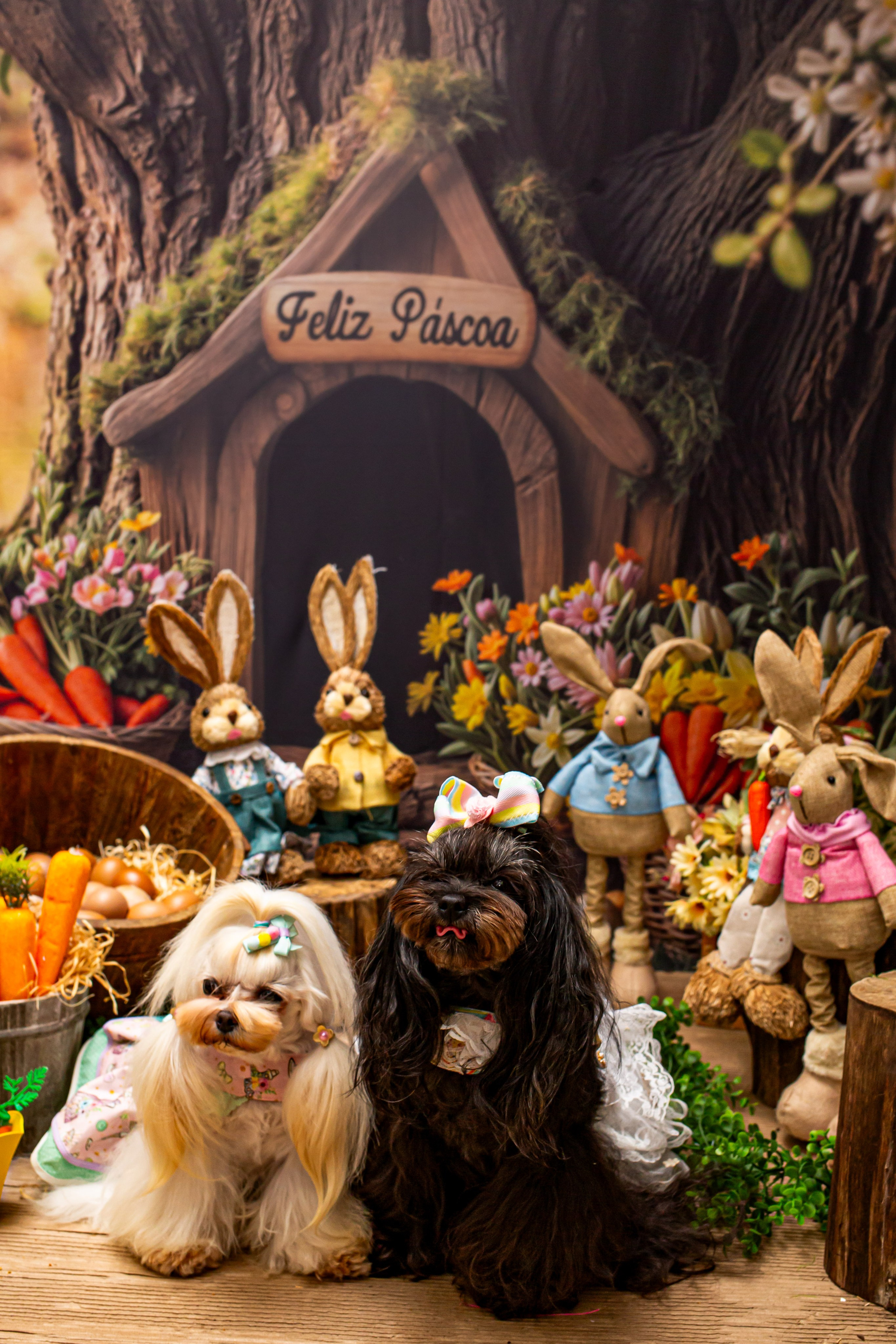 Páscoa 2026 — Camelão/São José. Fotografia Pet — estúdio, eventos, aniversários, ensaios temáticos